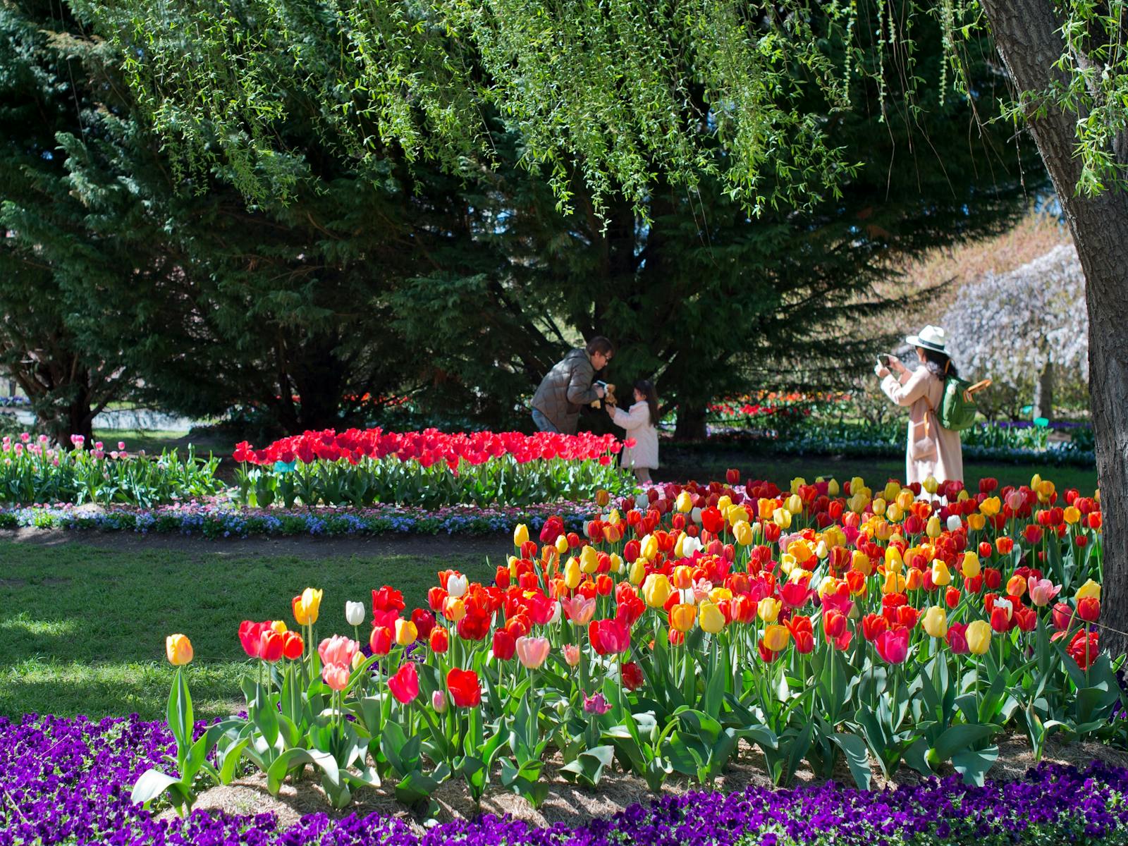 Image for Tulip Top Gardens