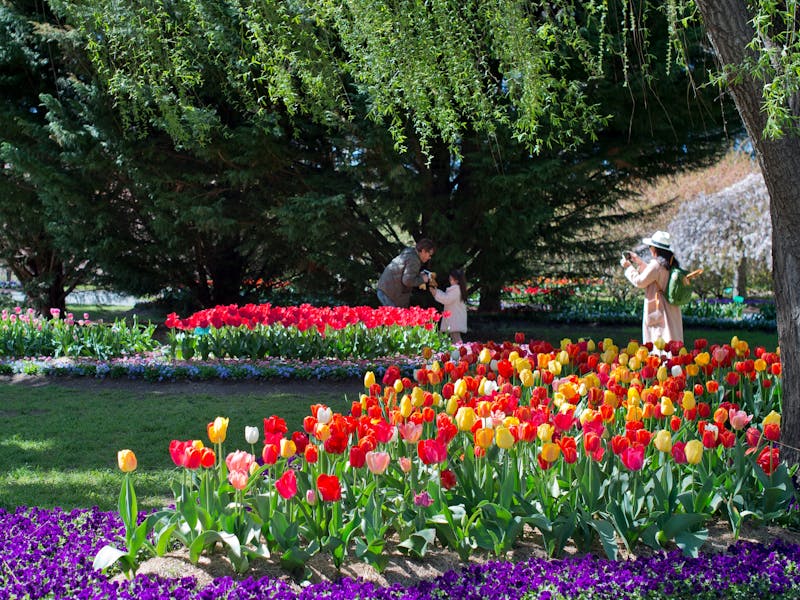 Image for Tulip Top Gardens