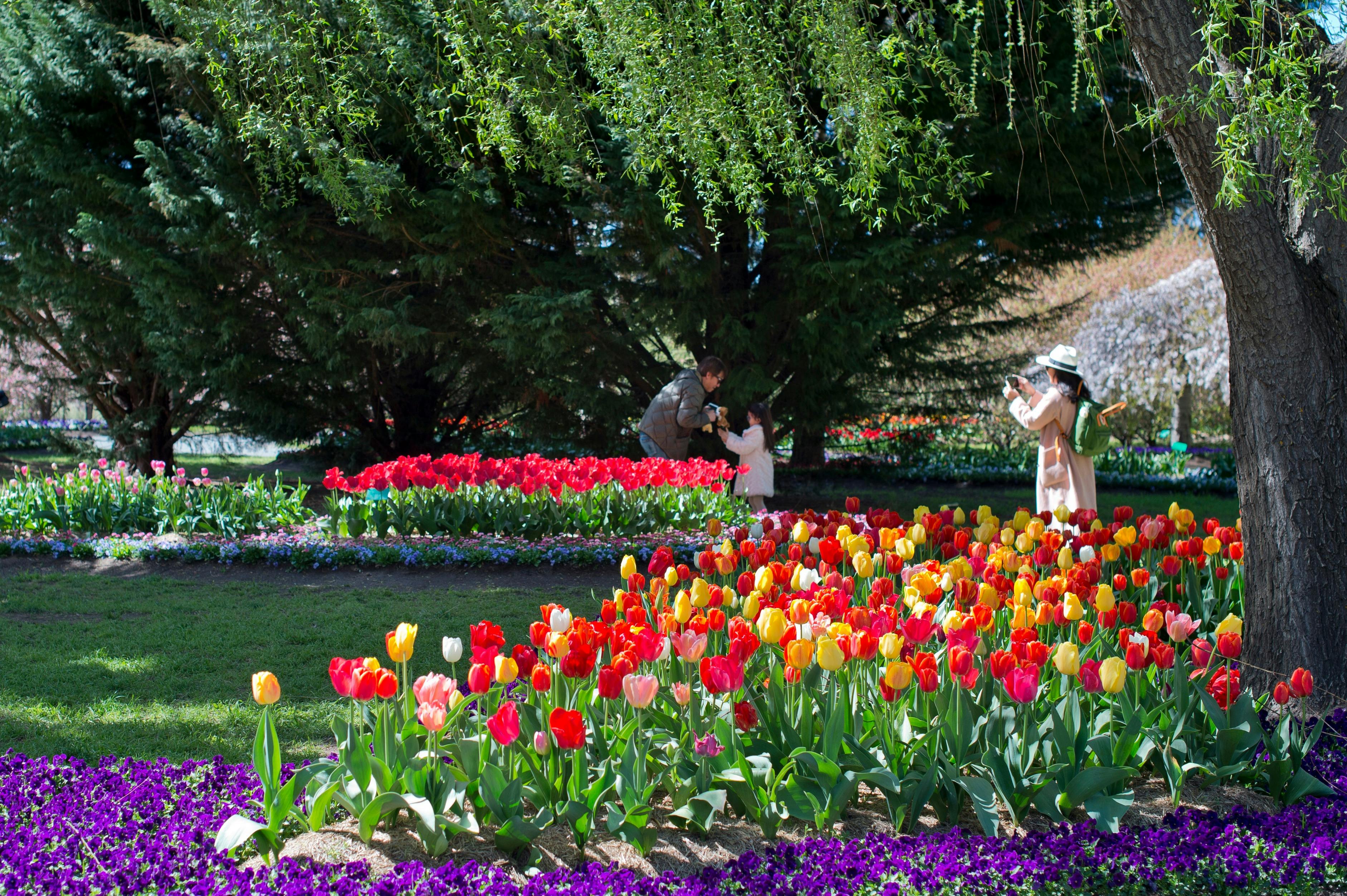 Image for Tulip Top Gardens