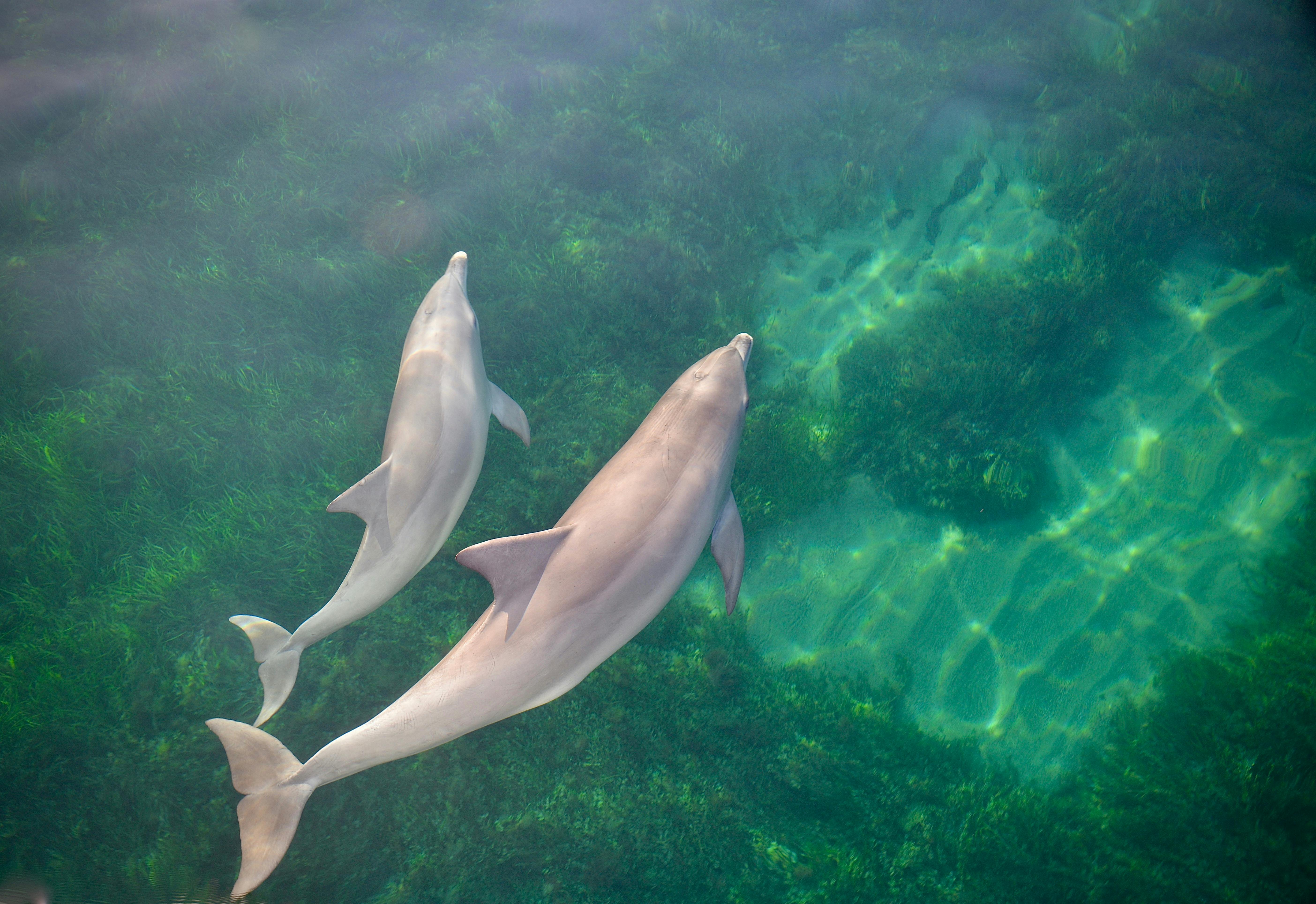 Dolphin watching in clear water