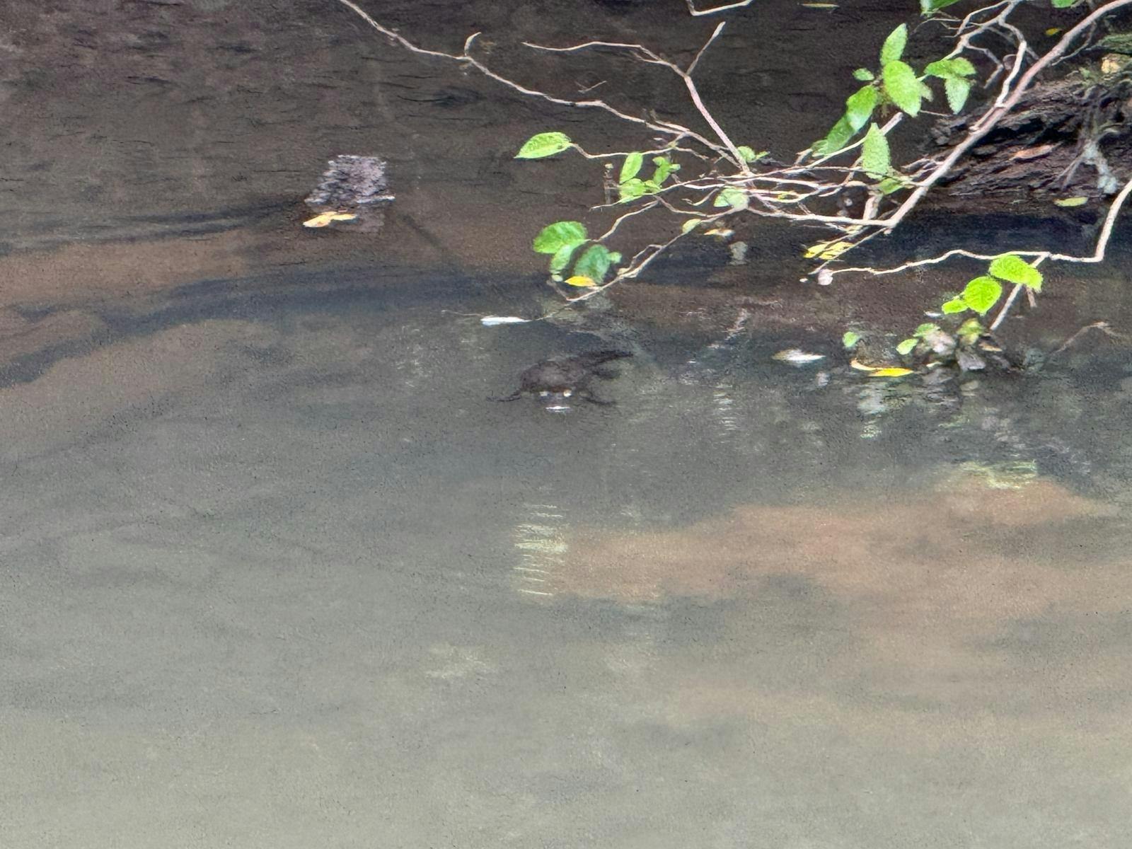 Platypus at Broken River