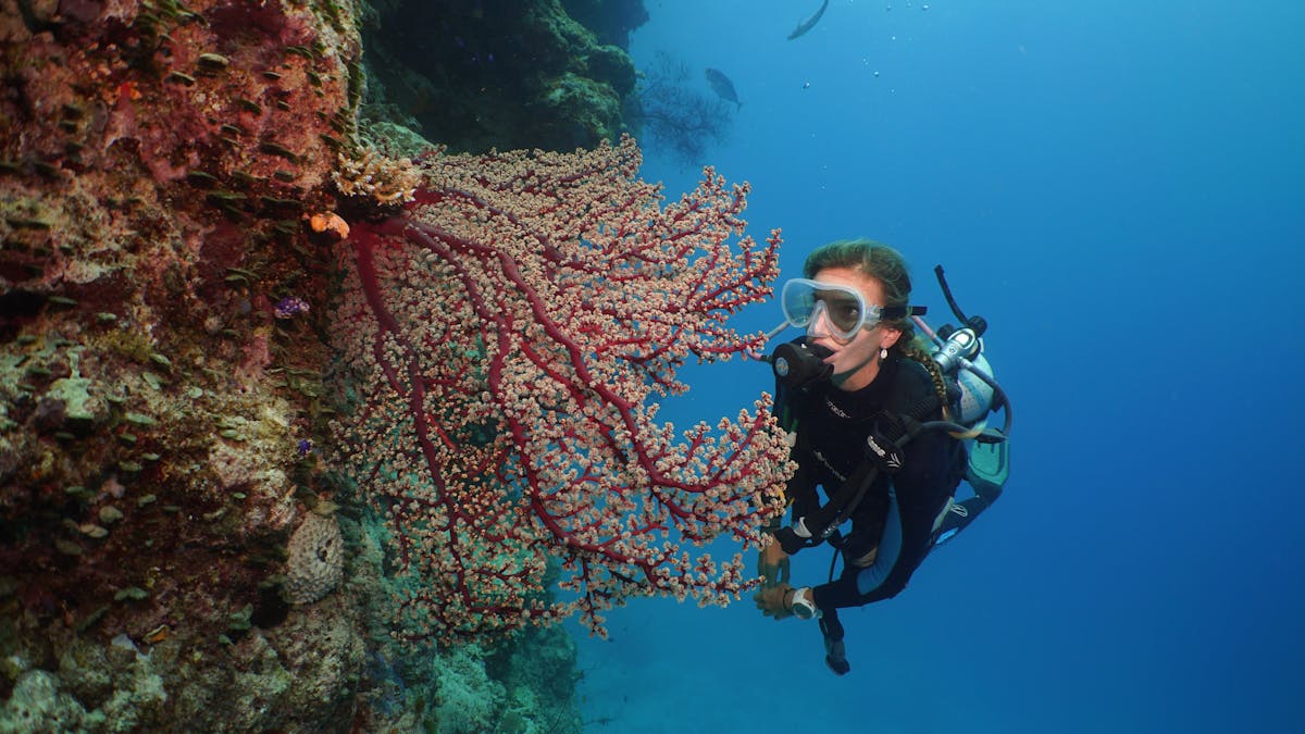 scuba diver at the reef