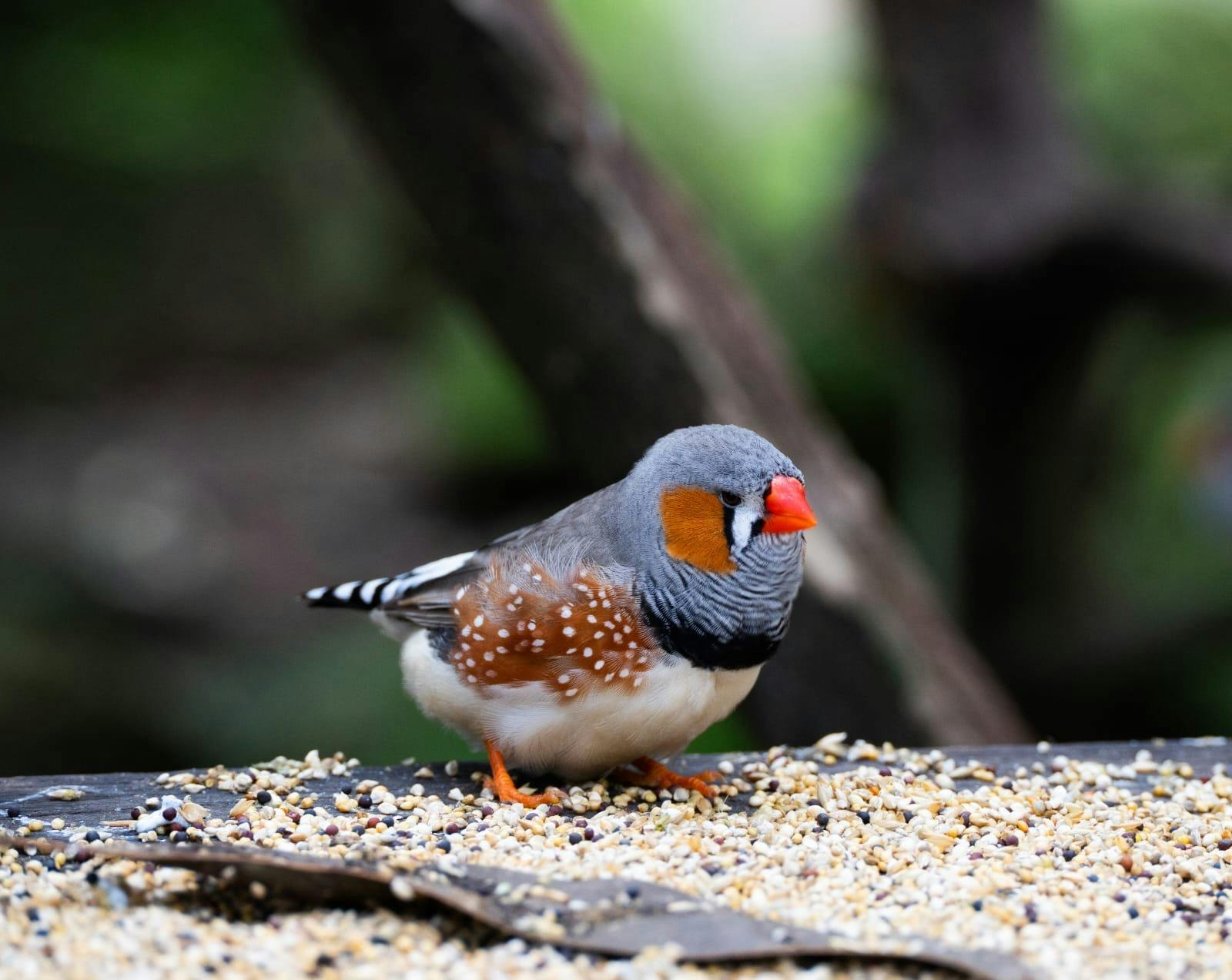 Finch