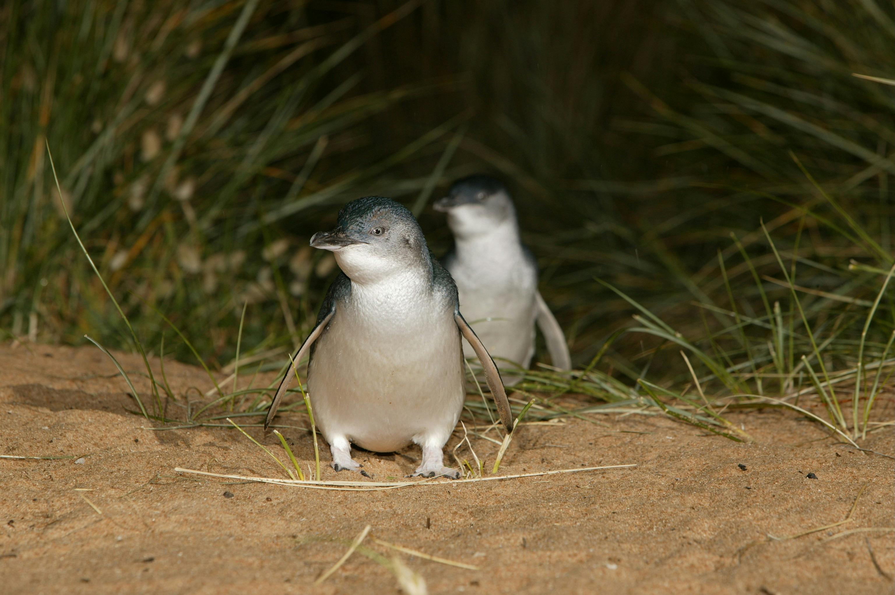 Penguins at the phillip island penguin parade