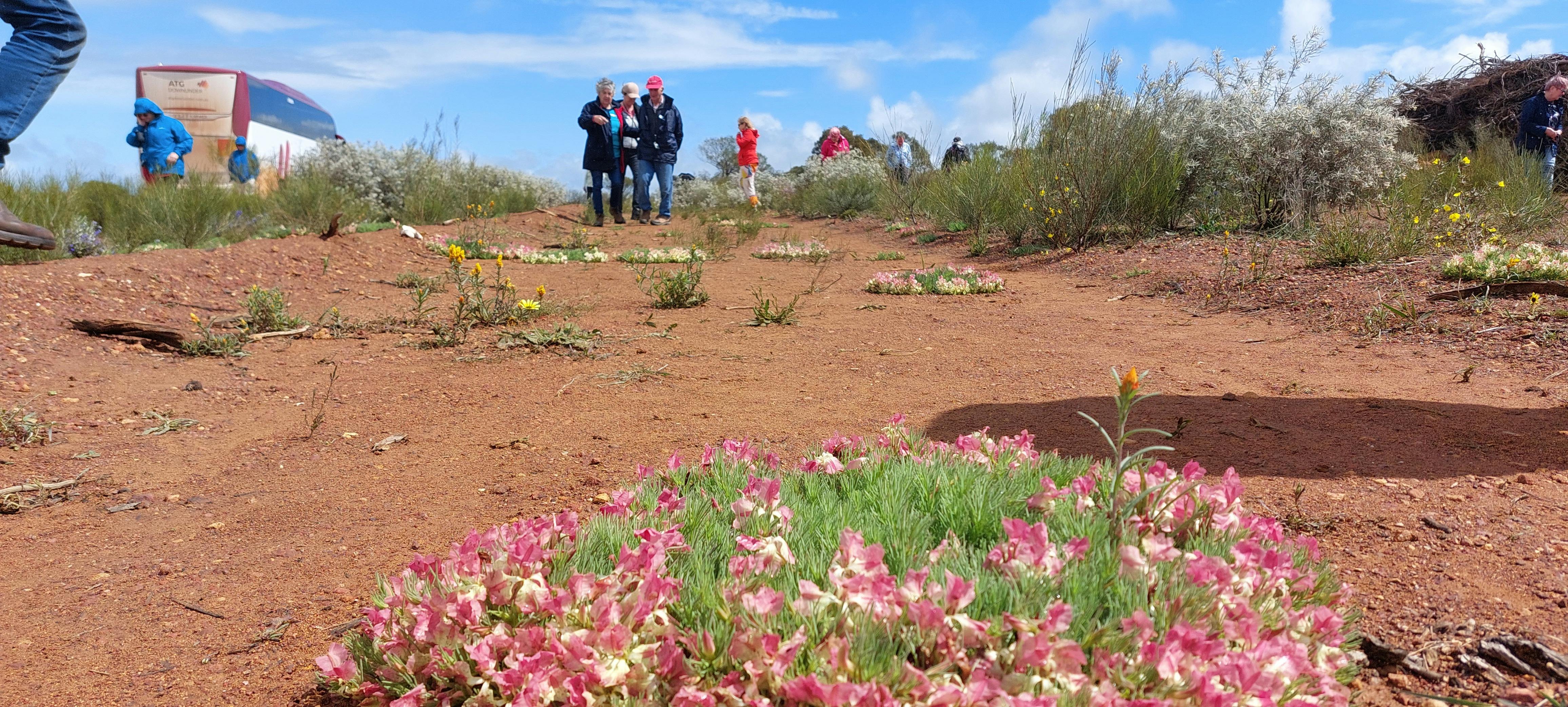 Wildflower Journey - 4 Days