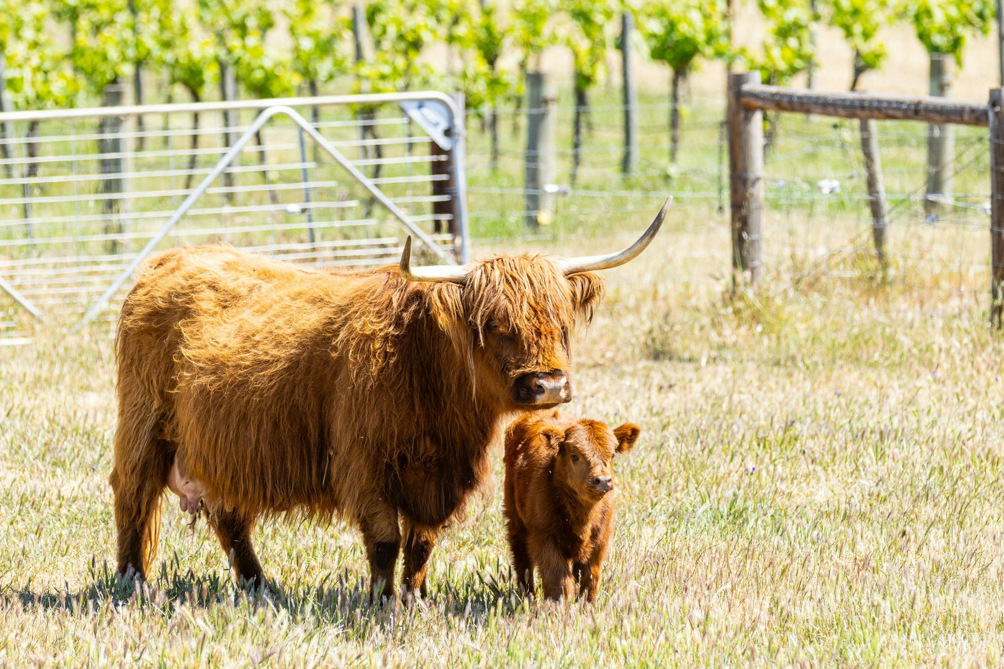 Scottish Highland Cows