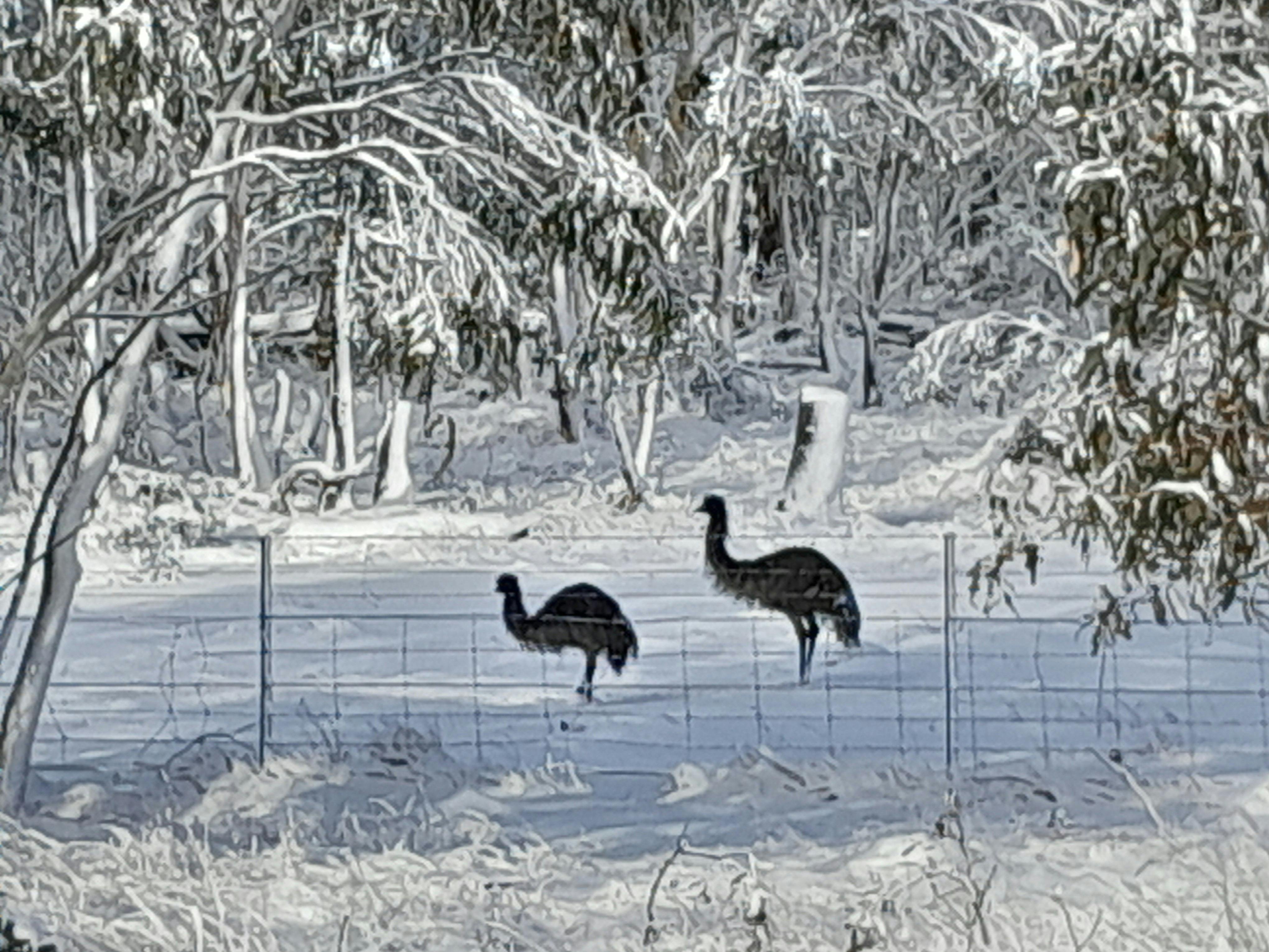 Finding nature at its finest with Emus