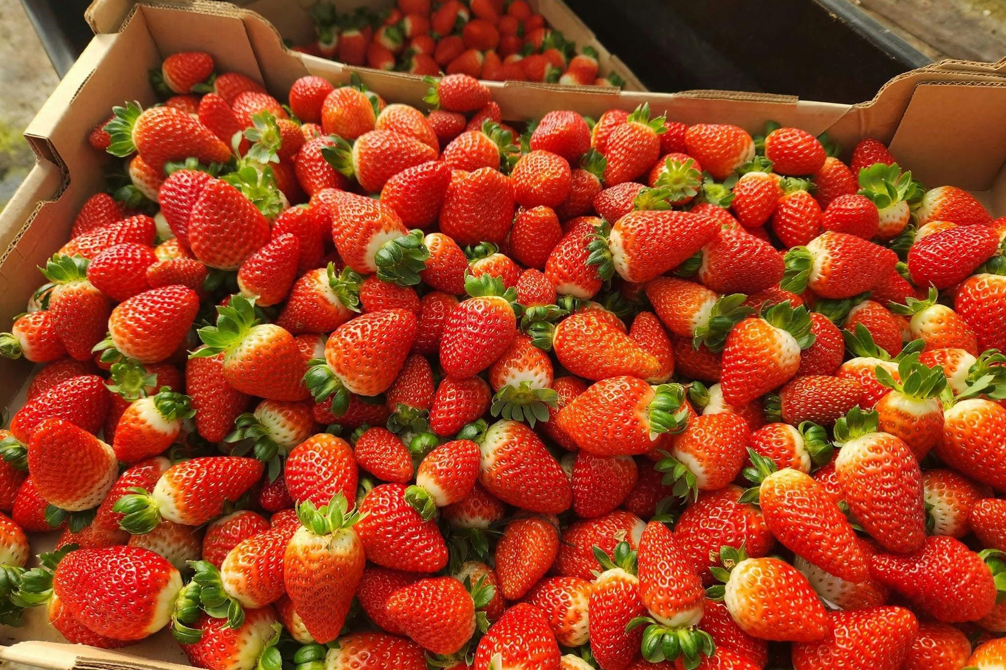 Kiste mit süßen Erdbeeren