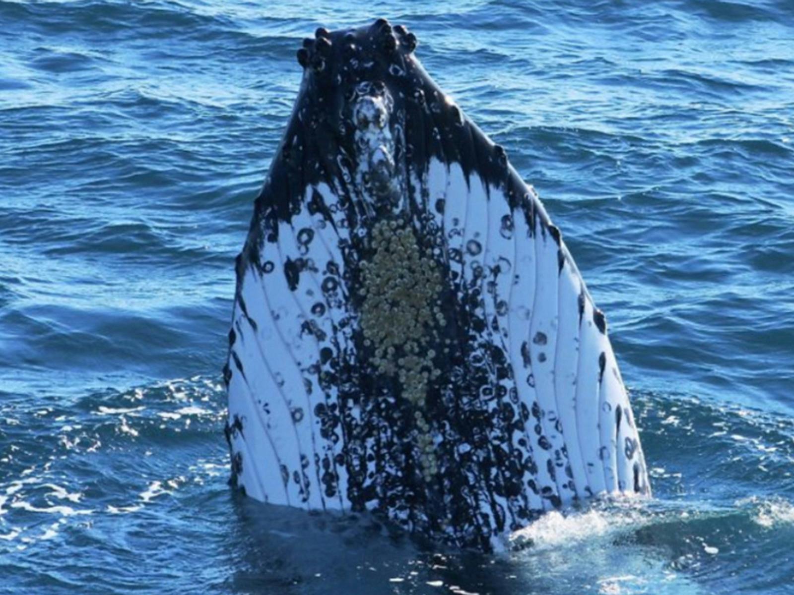 South West Odyssey Whale Watching Experience 8 Day Tour