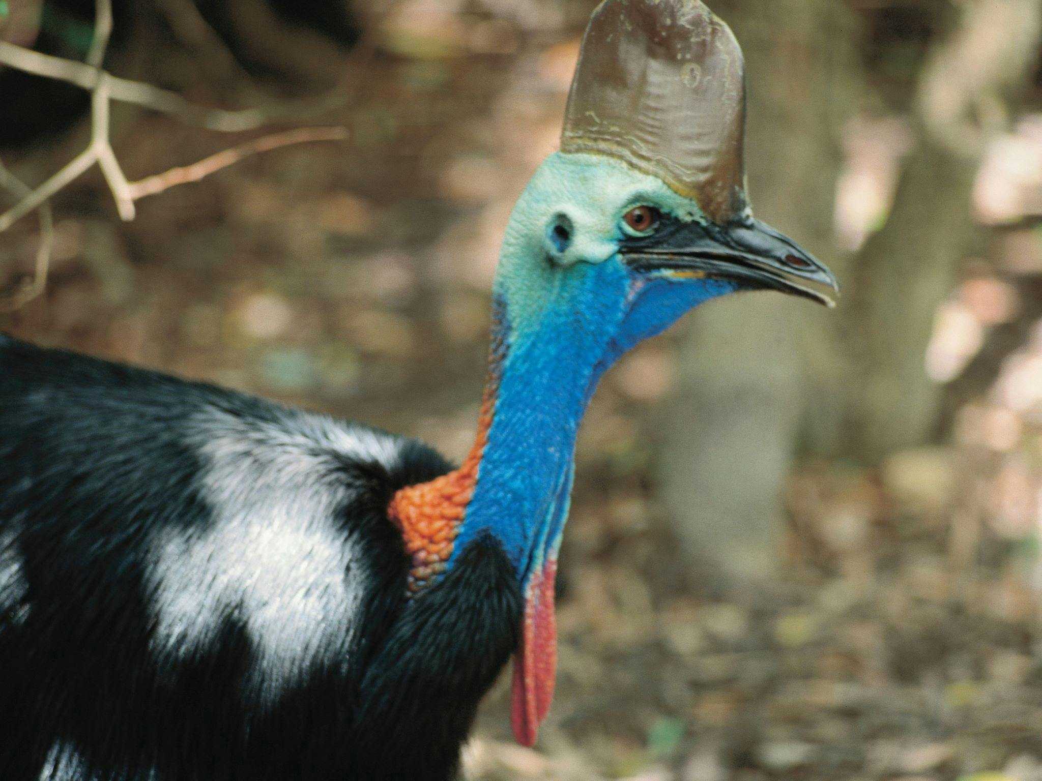 Cassowary