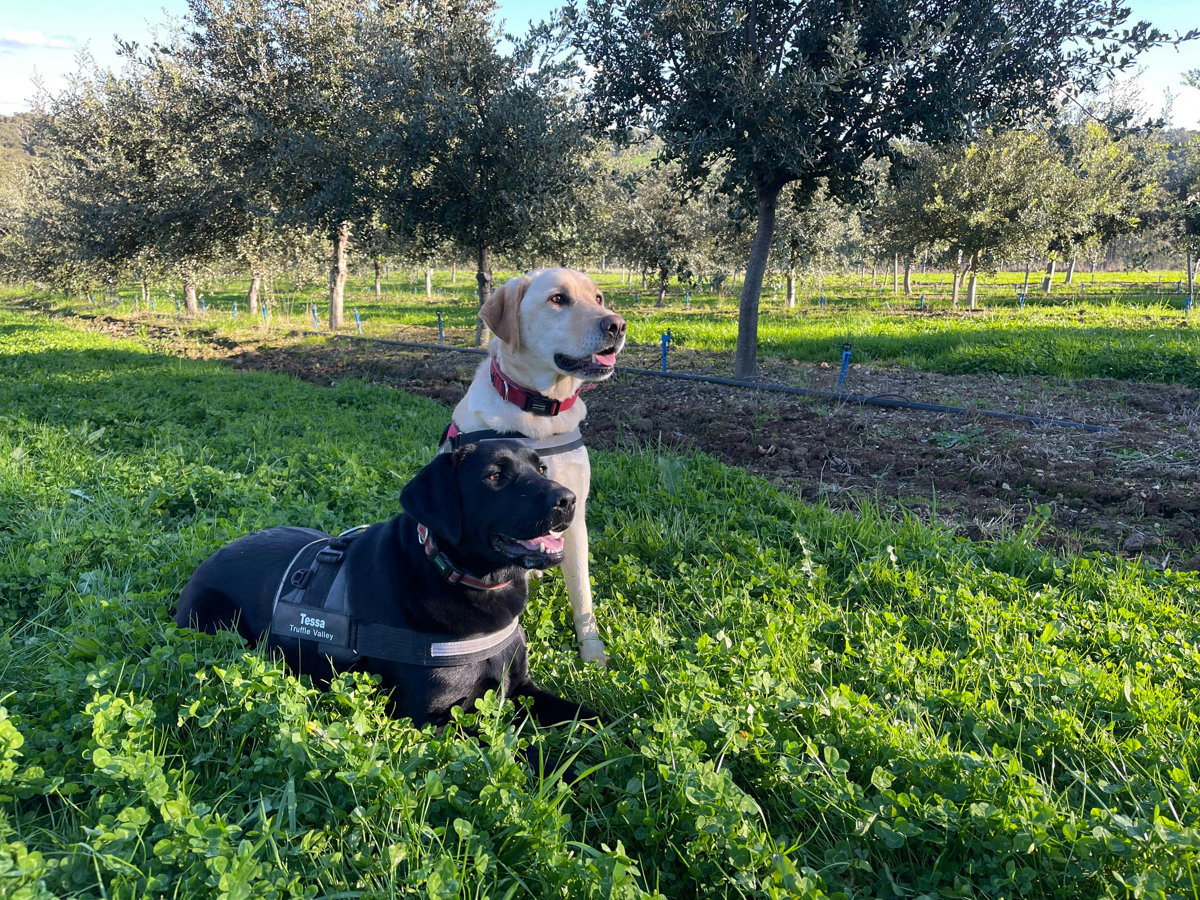 Black & Blonde Labs in truffle orchard