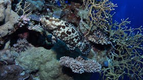 Silver City Dive Site