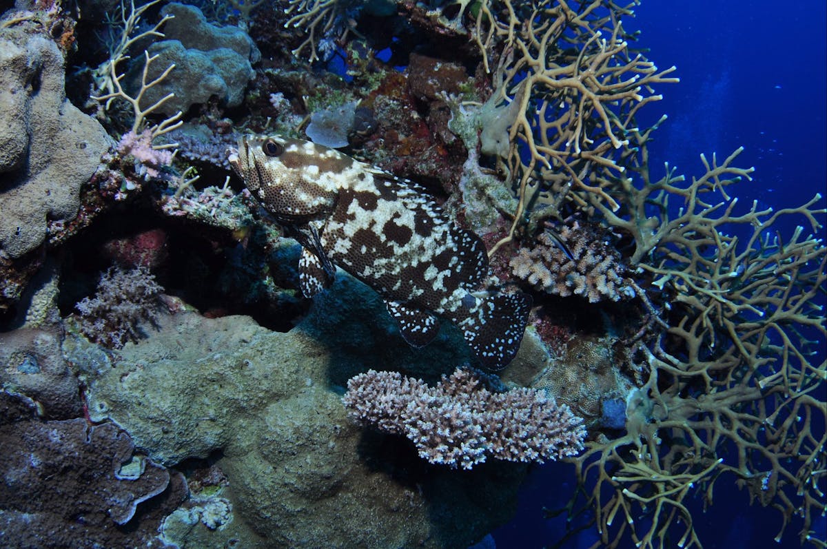 Silver City Dive Site