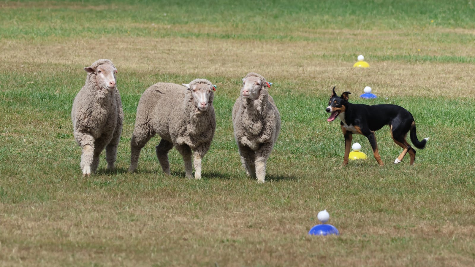 Image for Australian Supreme Sheepdog Trial