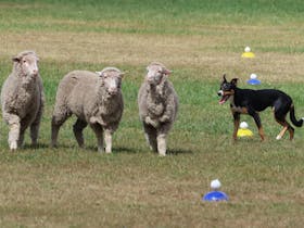 Australian Supreme Sheepdog Trial Cover Image