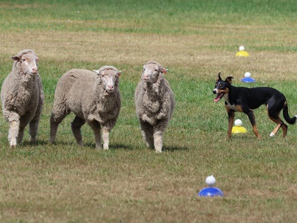 Australian Supreme Sheepdog Trial