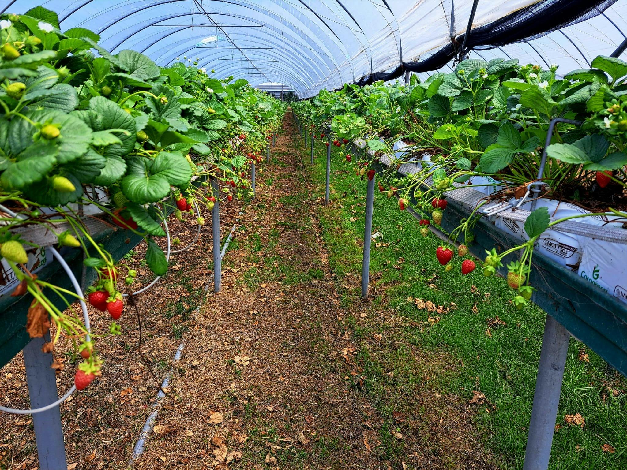 Polytunnel with strawberry rows