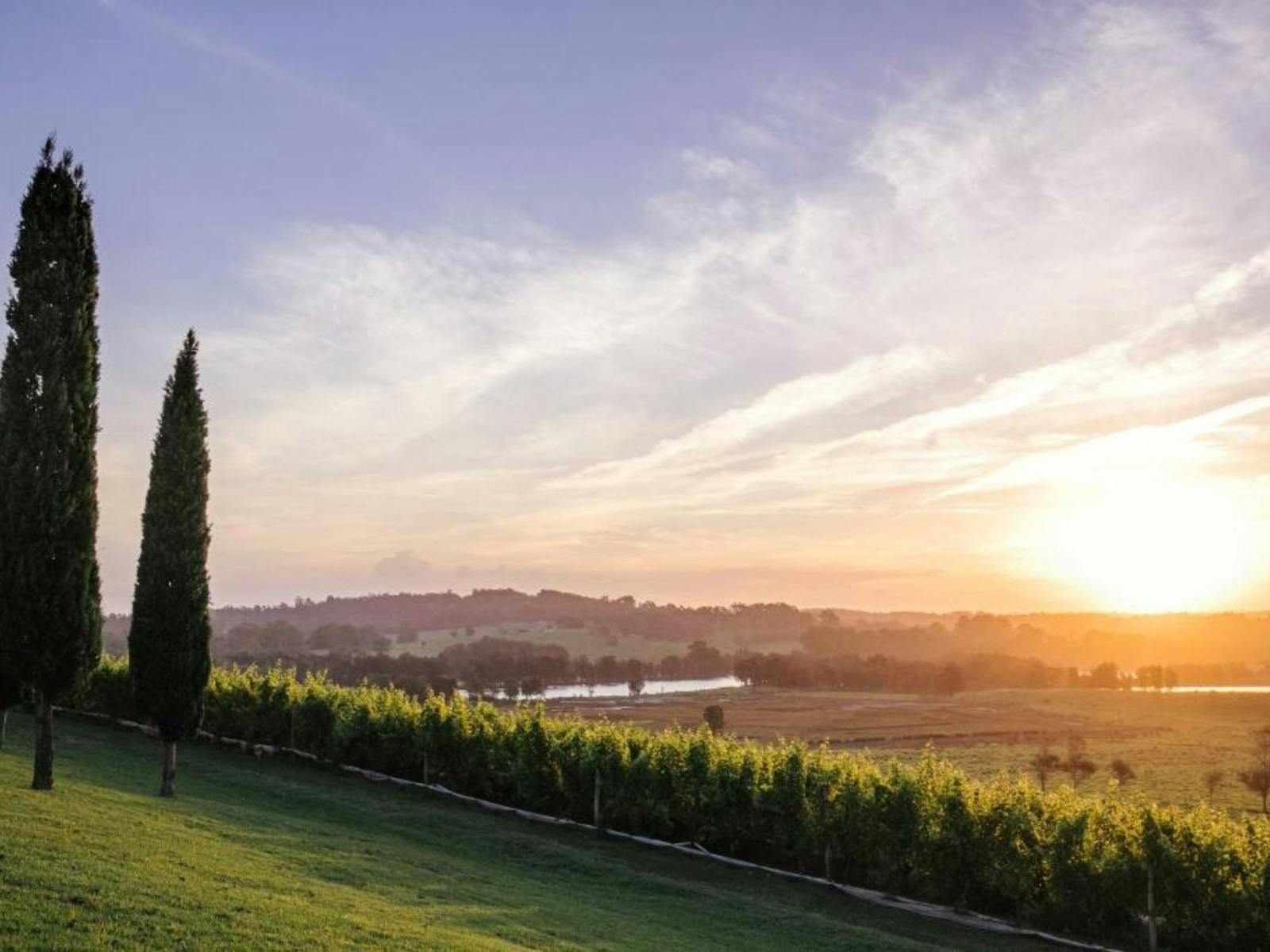 Vineyard sunset