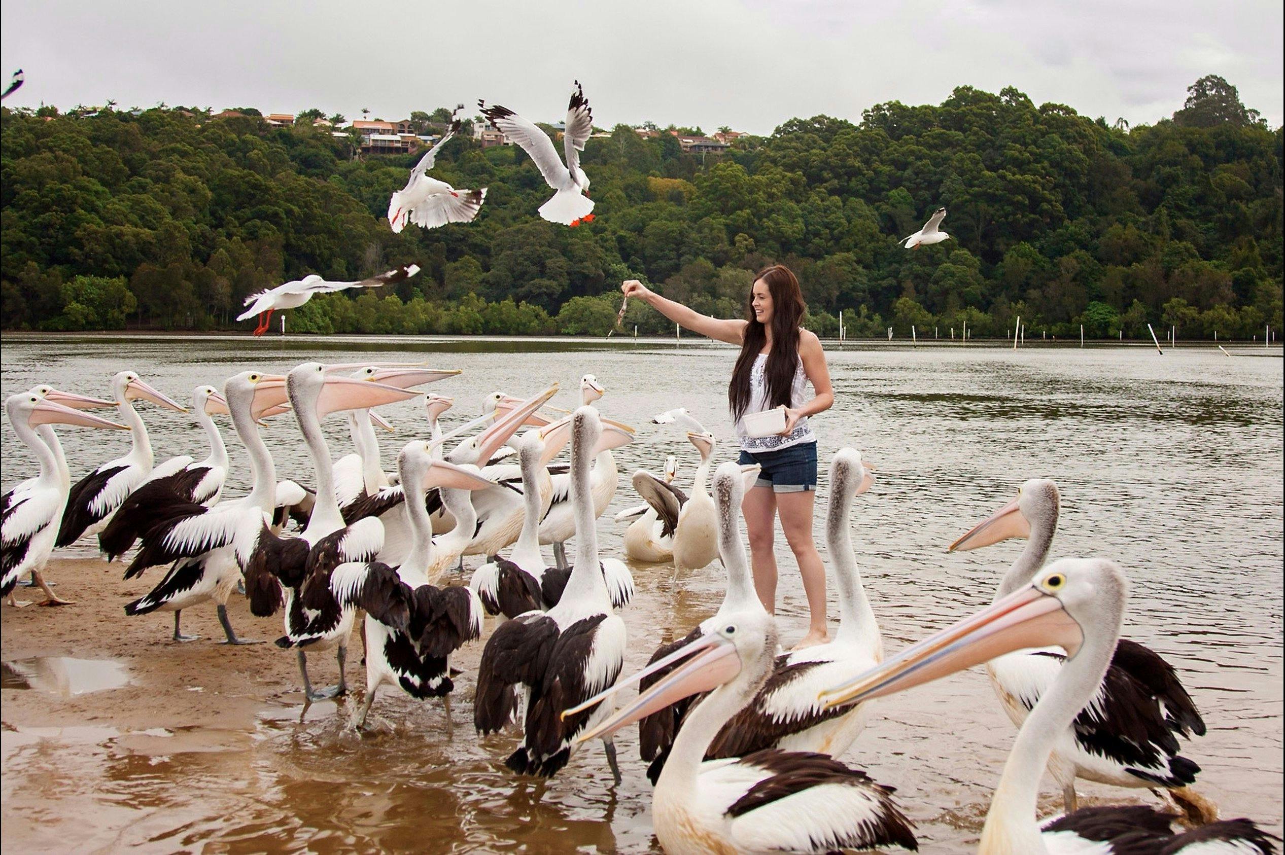 Hand-feed friendly wild pelicans and other birds of the estuary