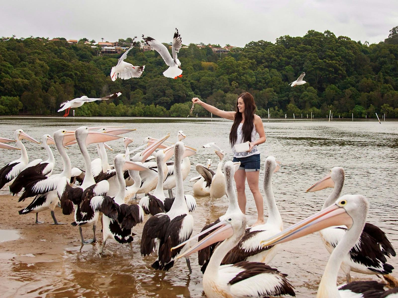 Füttern Sie freundliche wilde Pelikane und andere Vögel der Flussmündung mit der Hand
