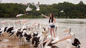 Hand-feed friendly wild pelicans and other birds of the estuary