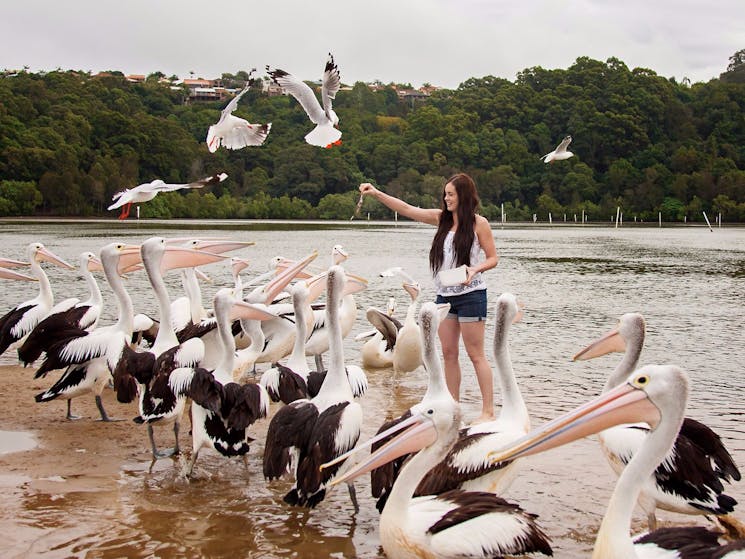 Hand-feed friendly wild pelicans and other birds of the estuary