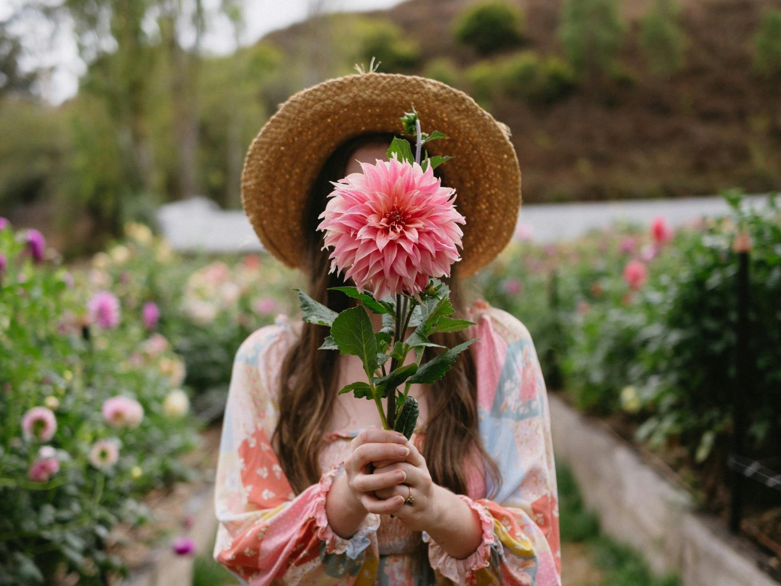 Visitor holding a pink dahlia at Hahndorf Flower Farm evoking beauty, calm, and countryside charm.