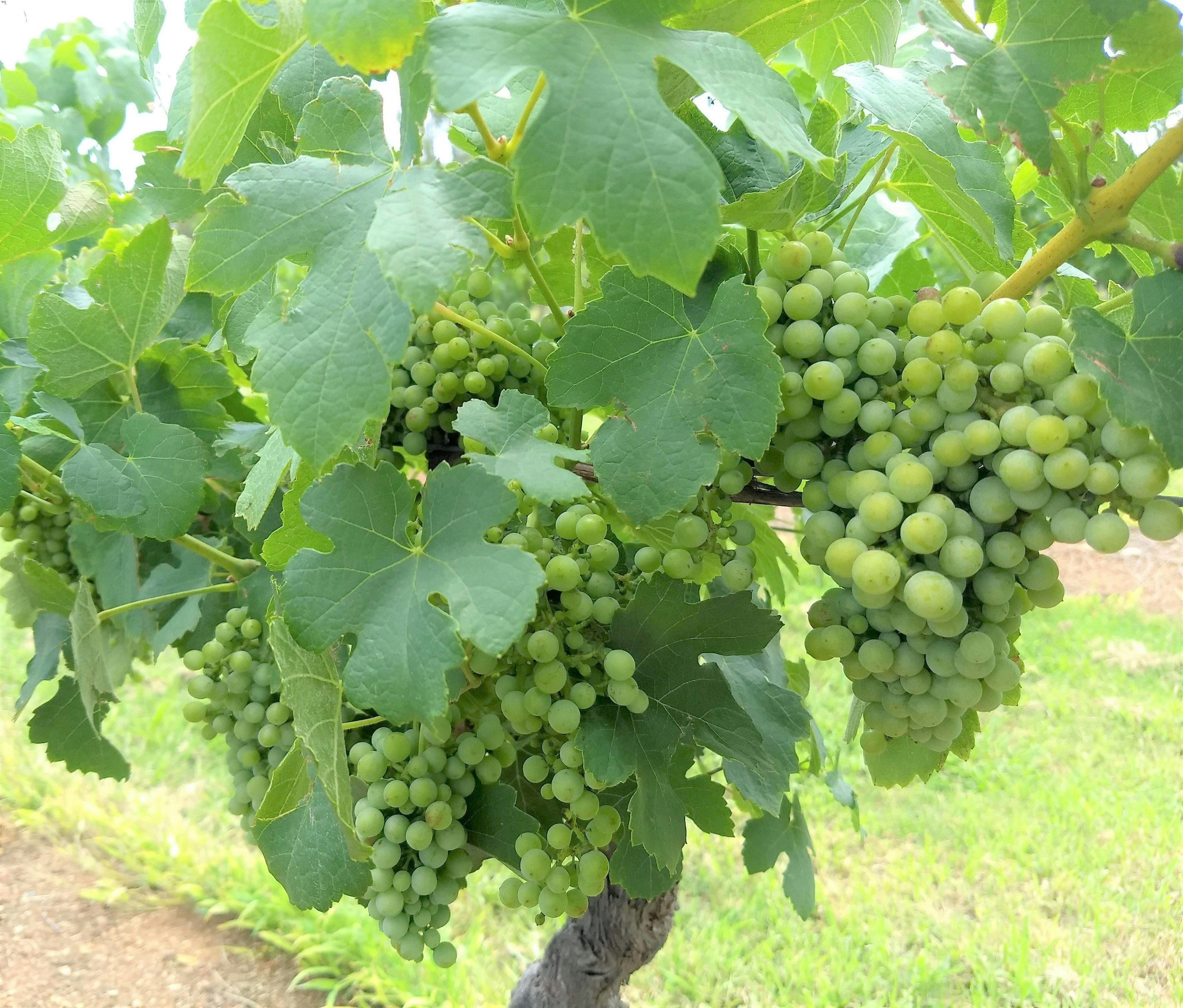 Visit the Hunter Valley wine country with Ben Barry