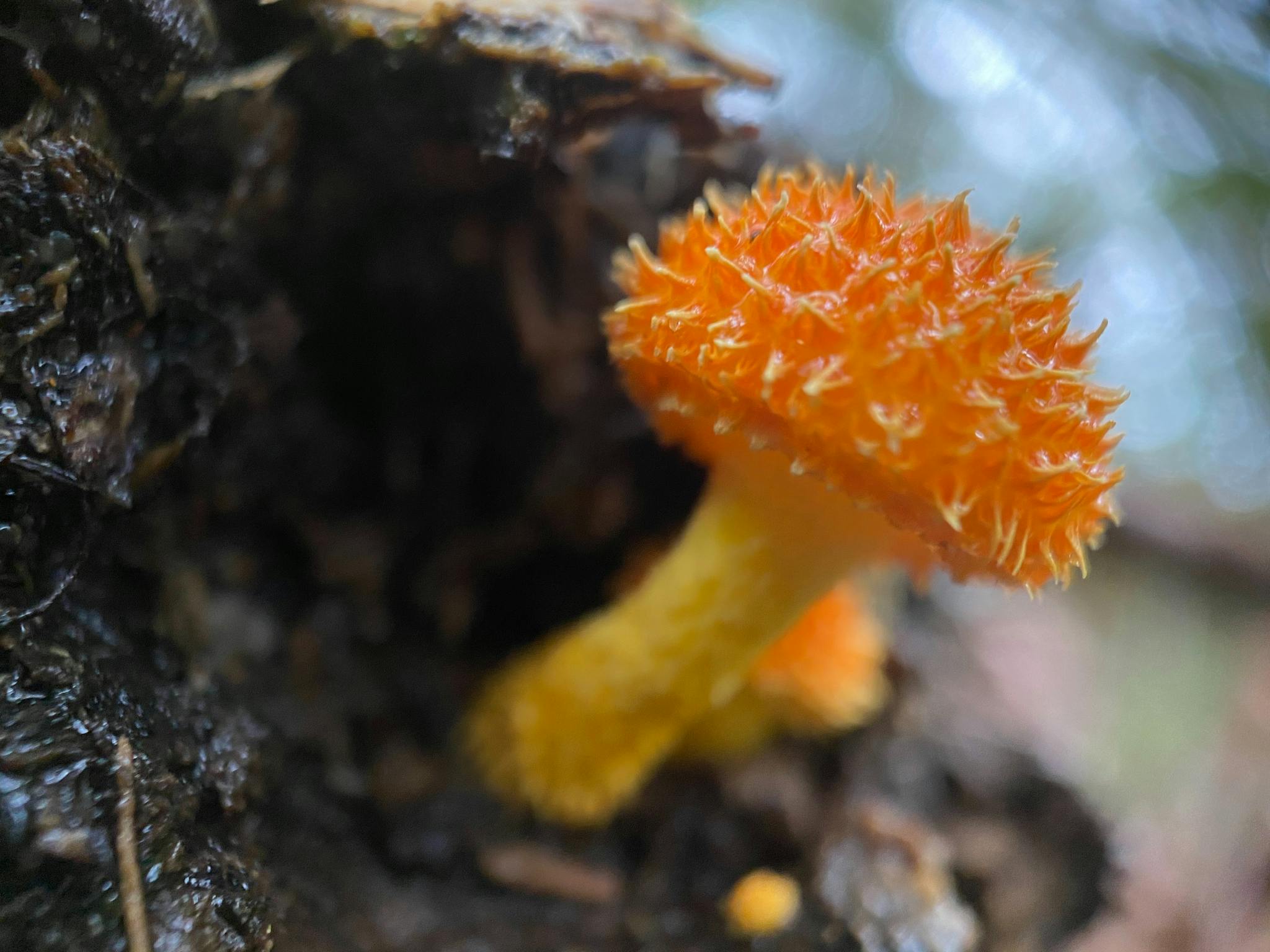 A bright orange fungi
