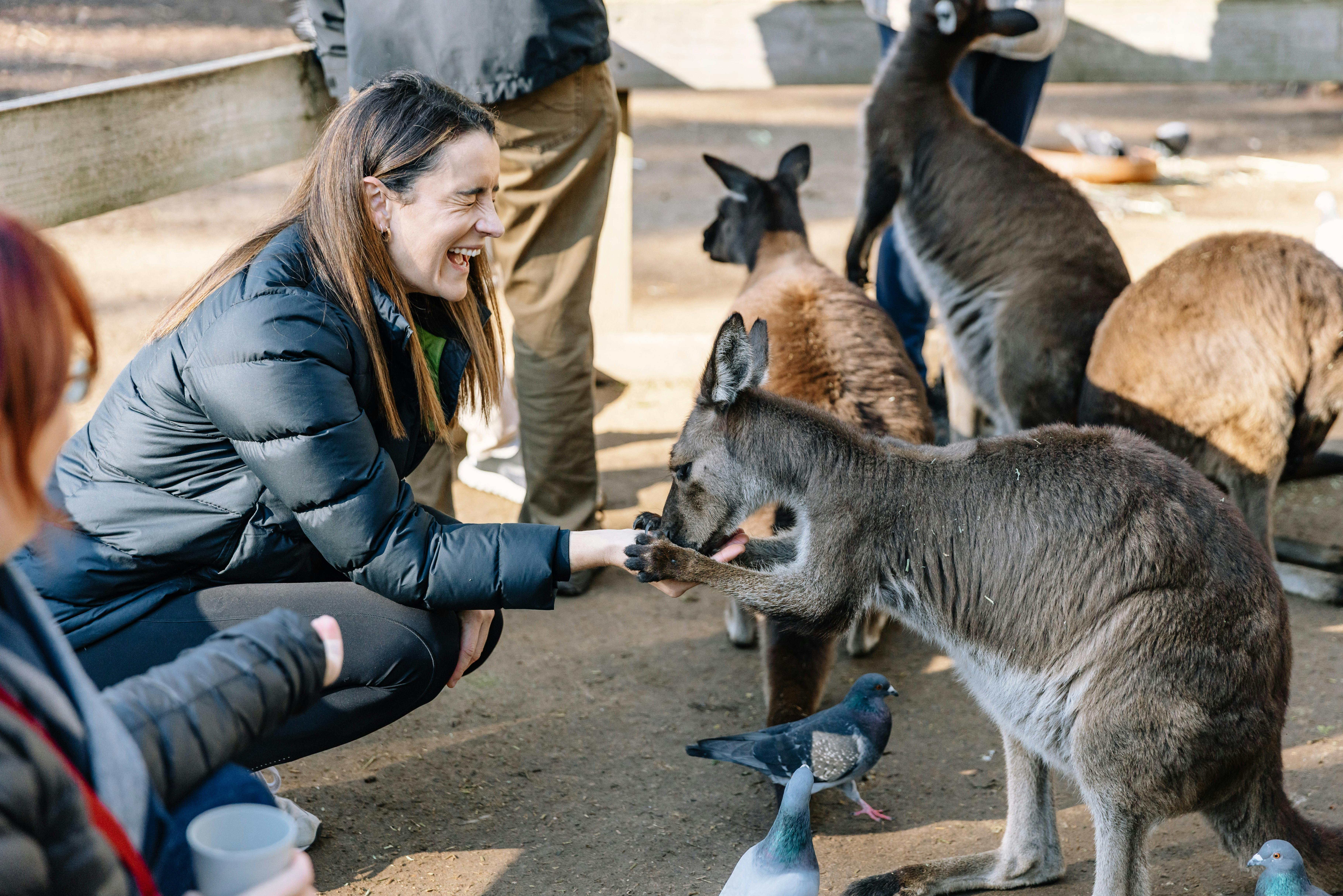 Feeding Kangaroos at Featherdale Wildlife Park