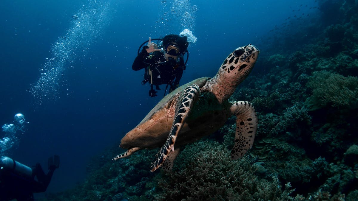 young diver and hawksbill turtle swim along a coral wall