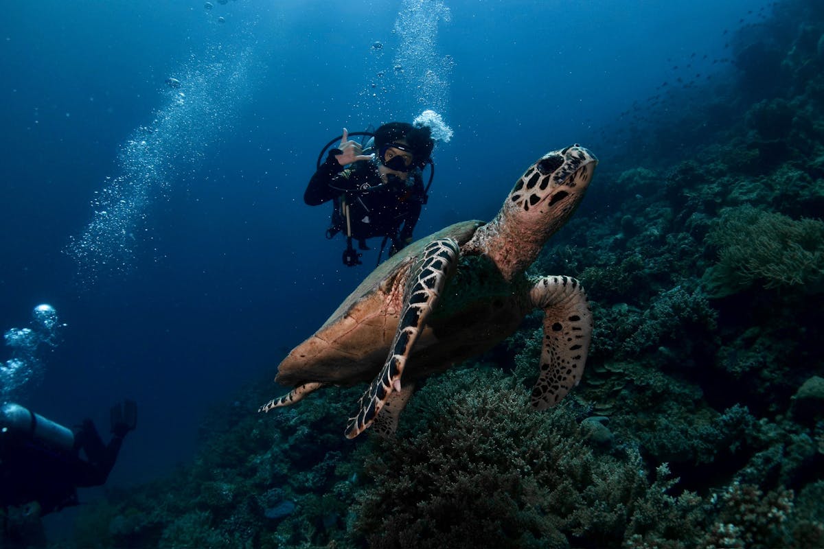 young diver and hawksbill turtle swim along a coral wall