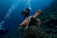young diver and hawksbill turtle swim along a coral wall