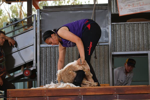 Quick Shears - Shearers Shindig Thargomindah 2025