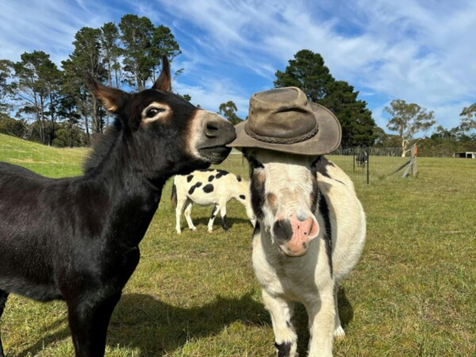 Pine Ridge Miniature Donkeys