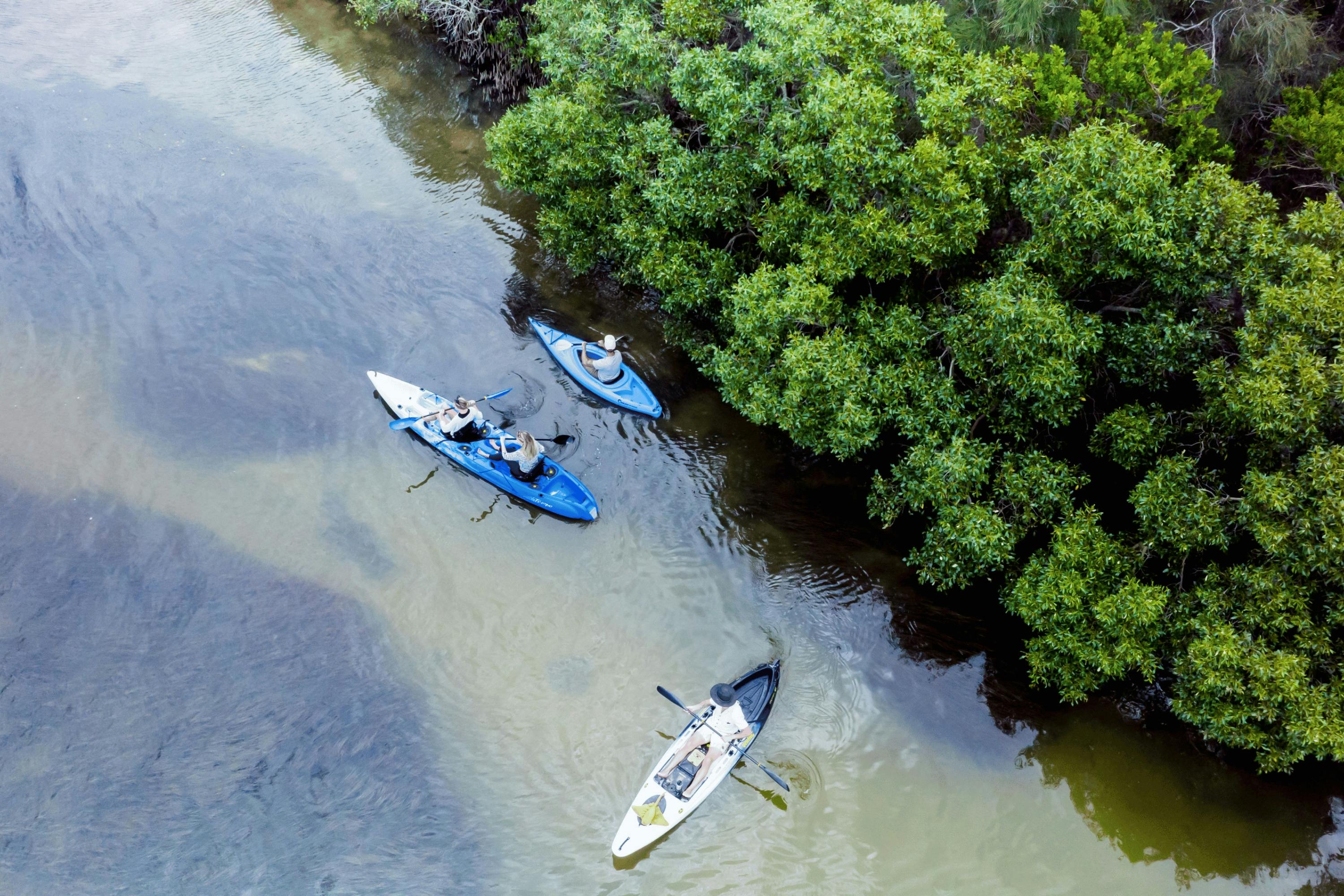 Noosa Stingrays & Everglades Guided Kayak Tour
