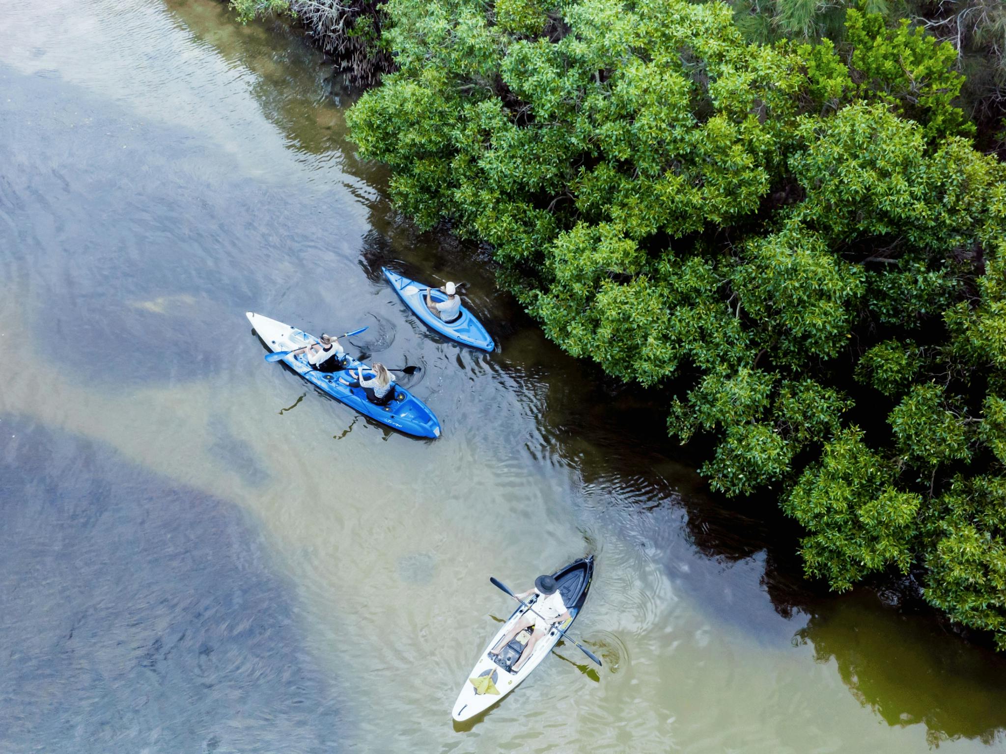 Kayak tour Lake Weyba southern end everglades system stingrays and birdlife Kayak tour Lake Weyba southern end everglades system stingrays and birdlife