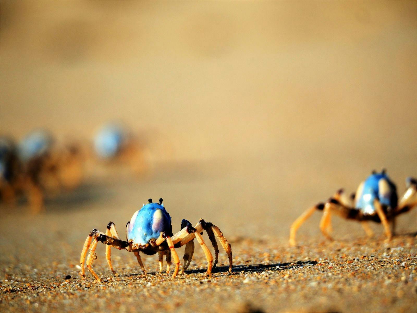 螃蟹在沙灘上爬行
