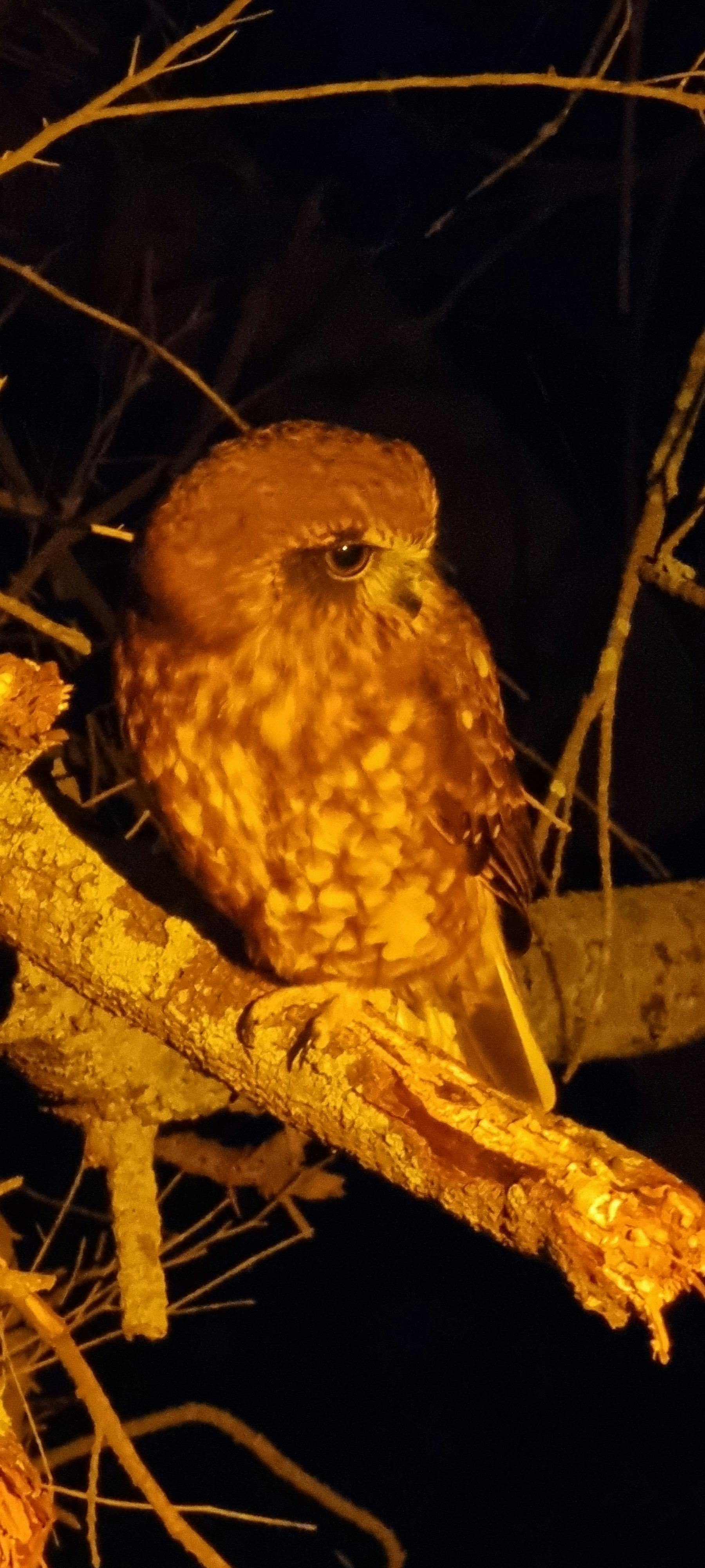 Boobook Owl contentedly sitting on a branch a few metres away from guests.