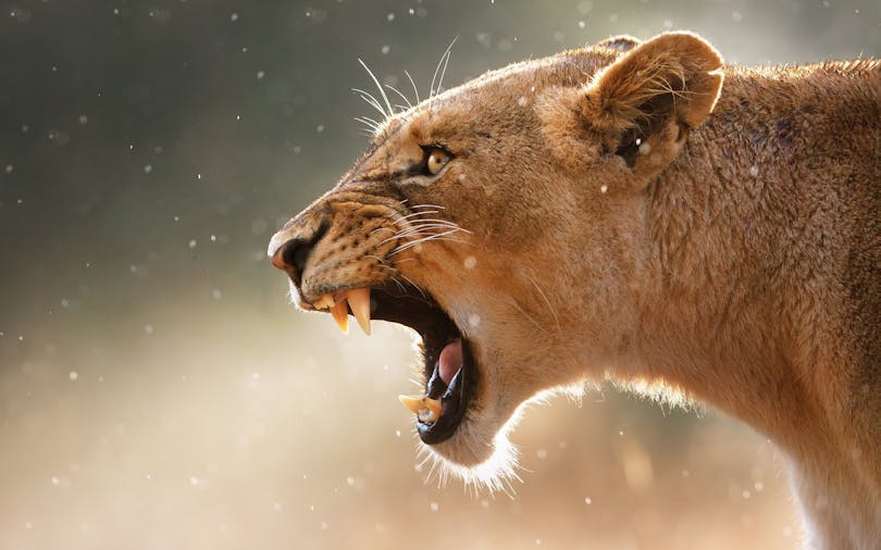 Into the Wild Weekend Photography Experience