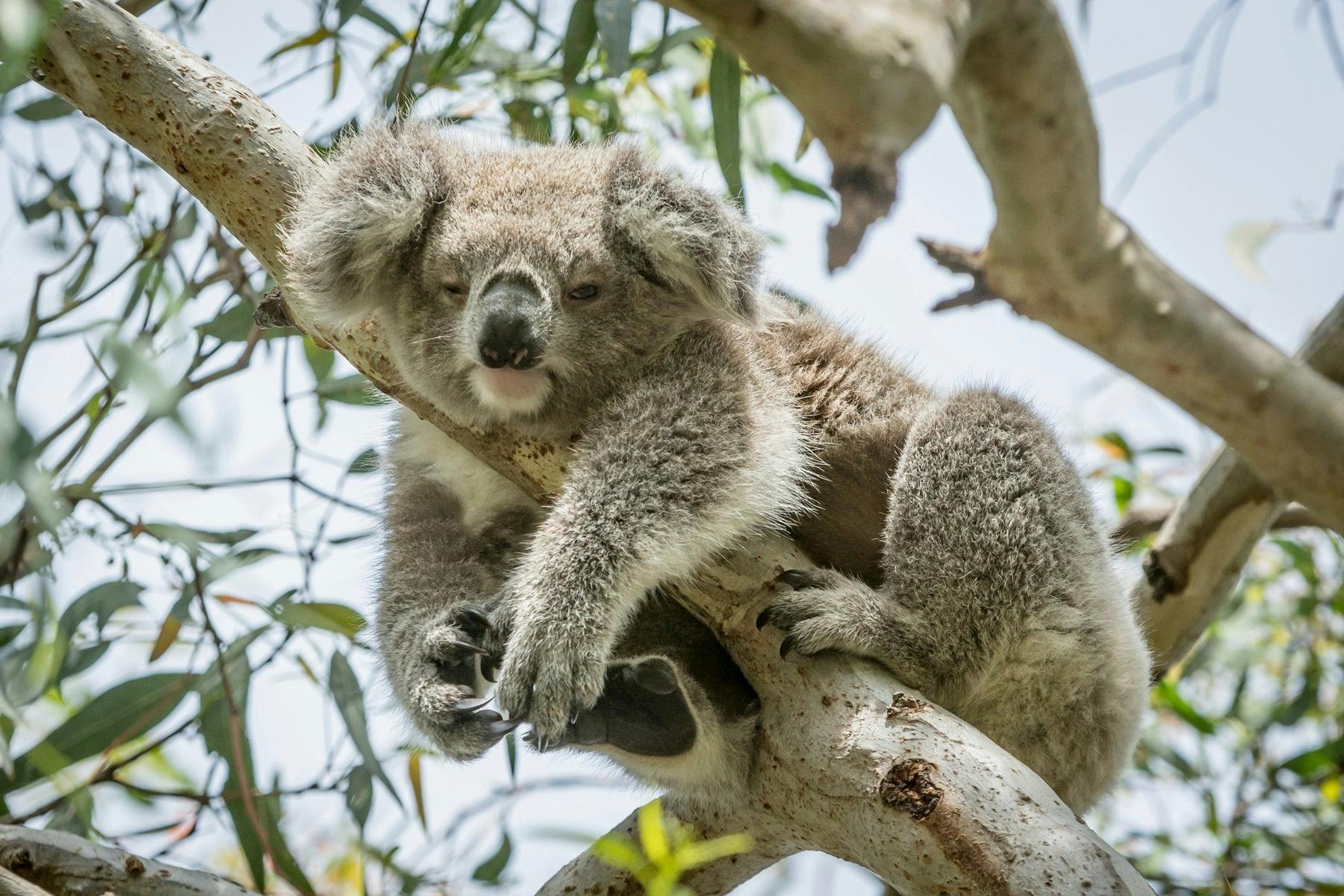Koala