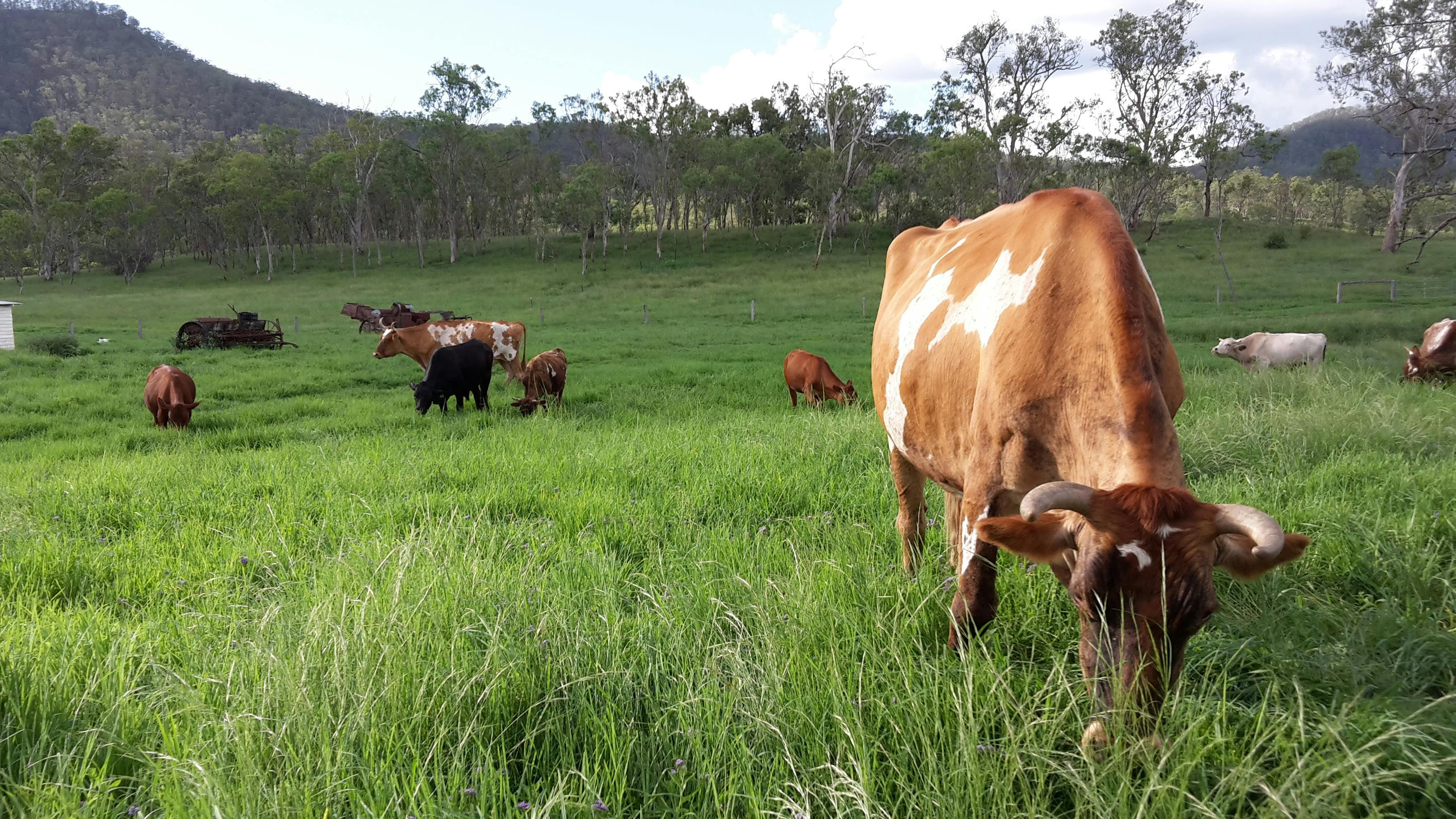 Gleneden Farm cows