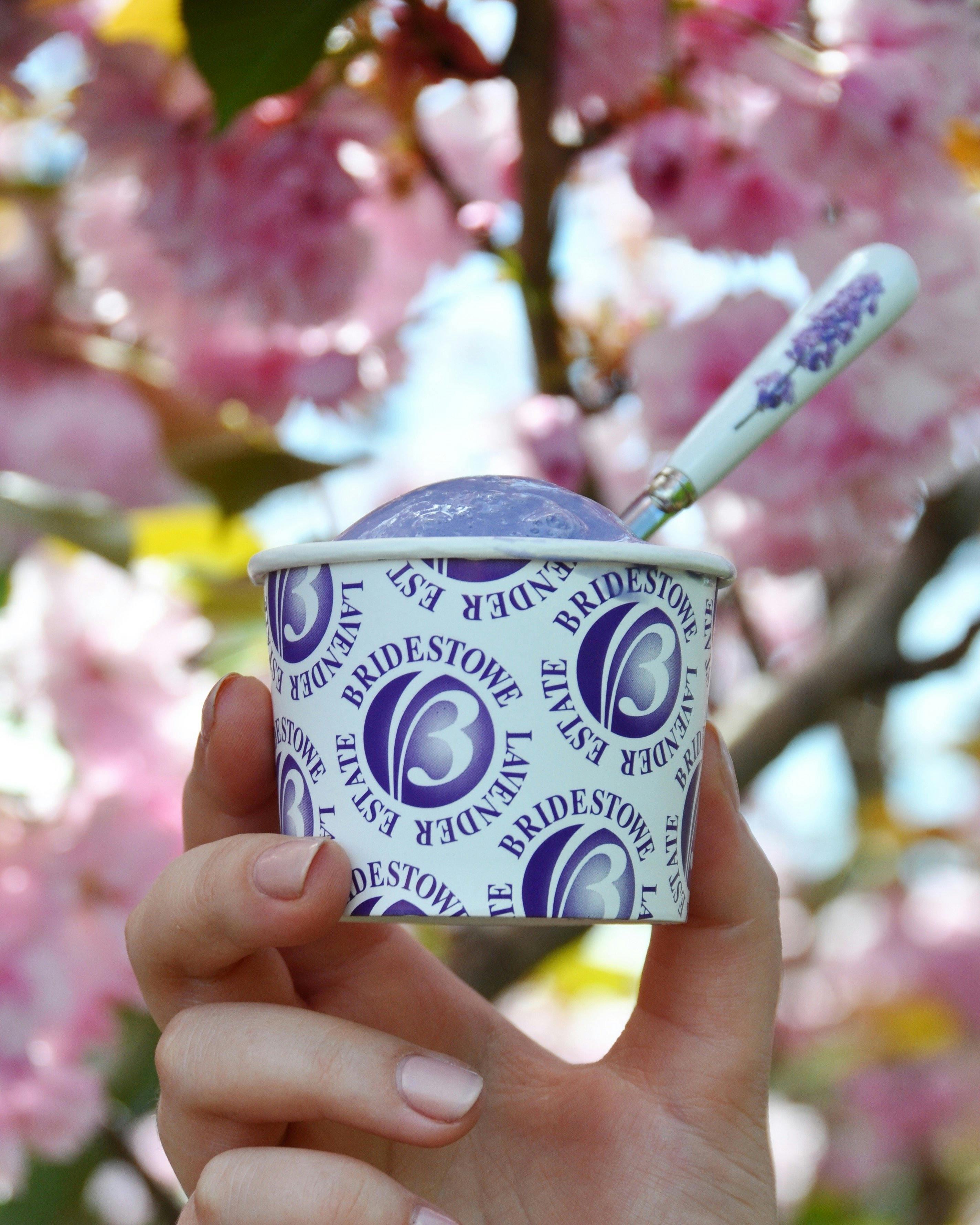 Lavender ice cream in front of the cherry blossoms at Bridestowe Estate in the spring time.