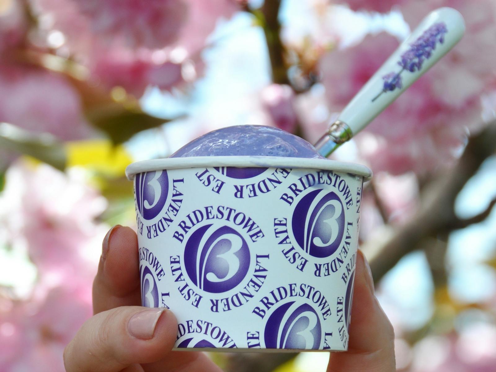 Lavender ice cream in front of the cherry blossoms at Bridestowe Estate in the spring time.