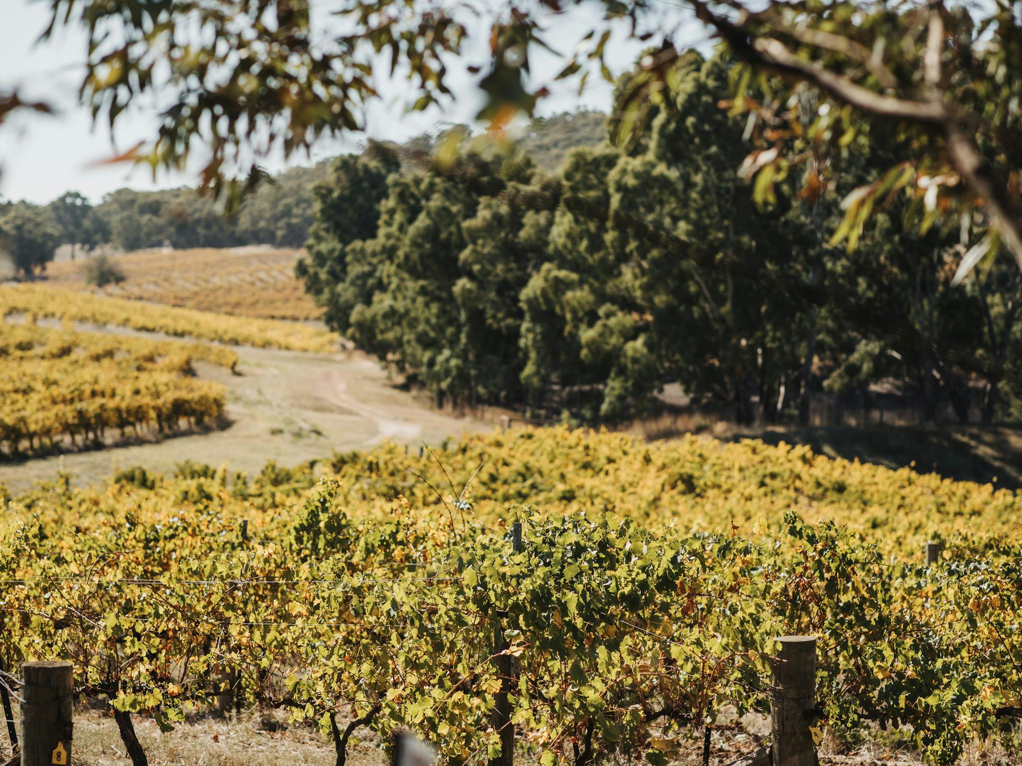 Looking out over Skillogalee's iconic vineyards in the golden leaf of autumn