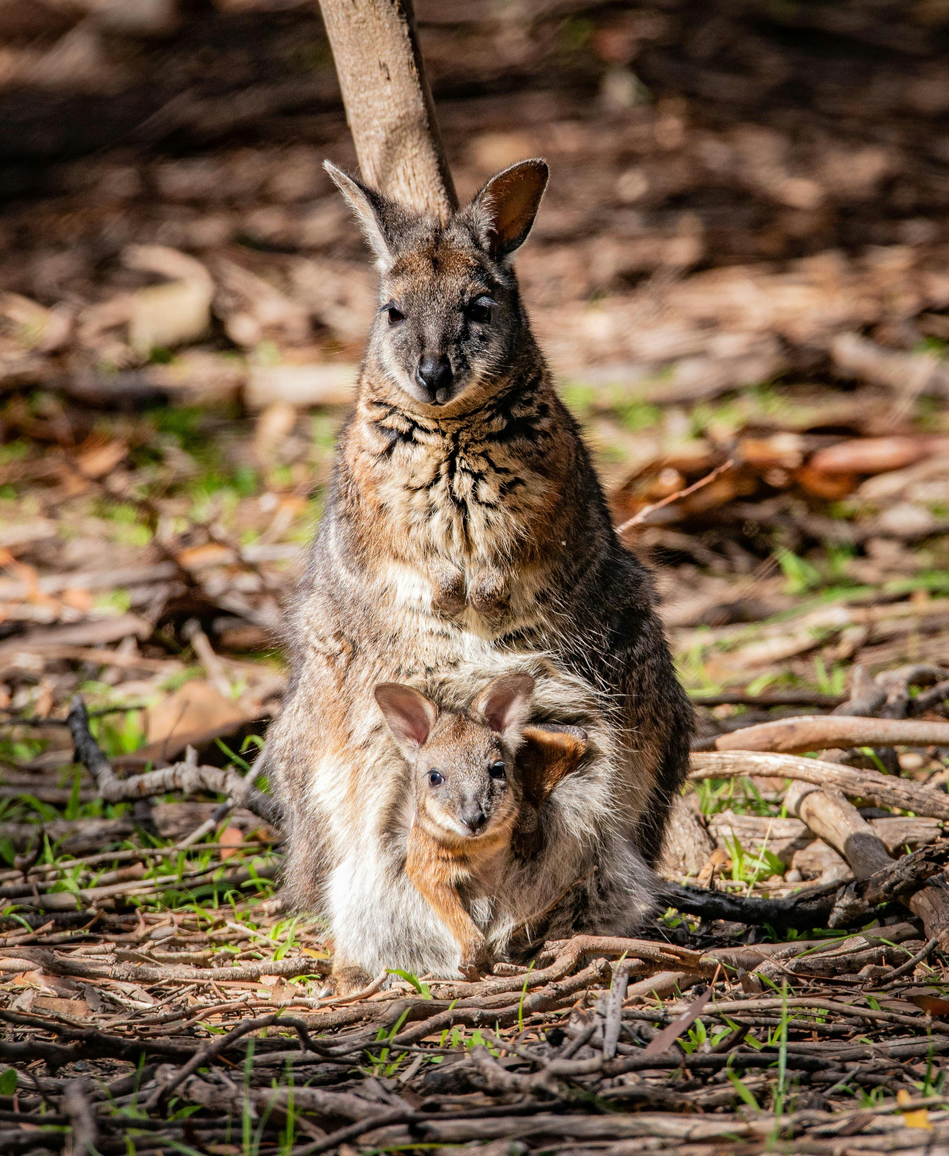 Kangaroo Island Wildlife and Conservation
