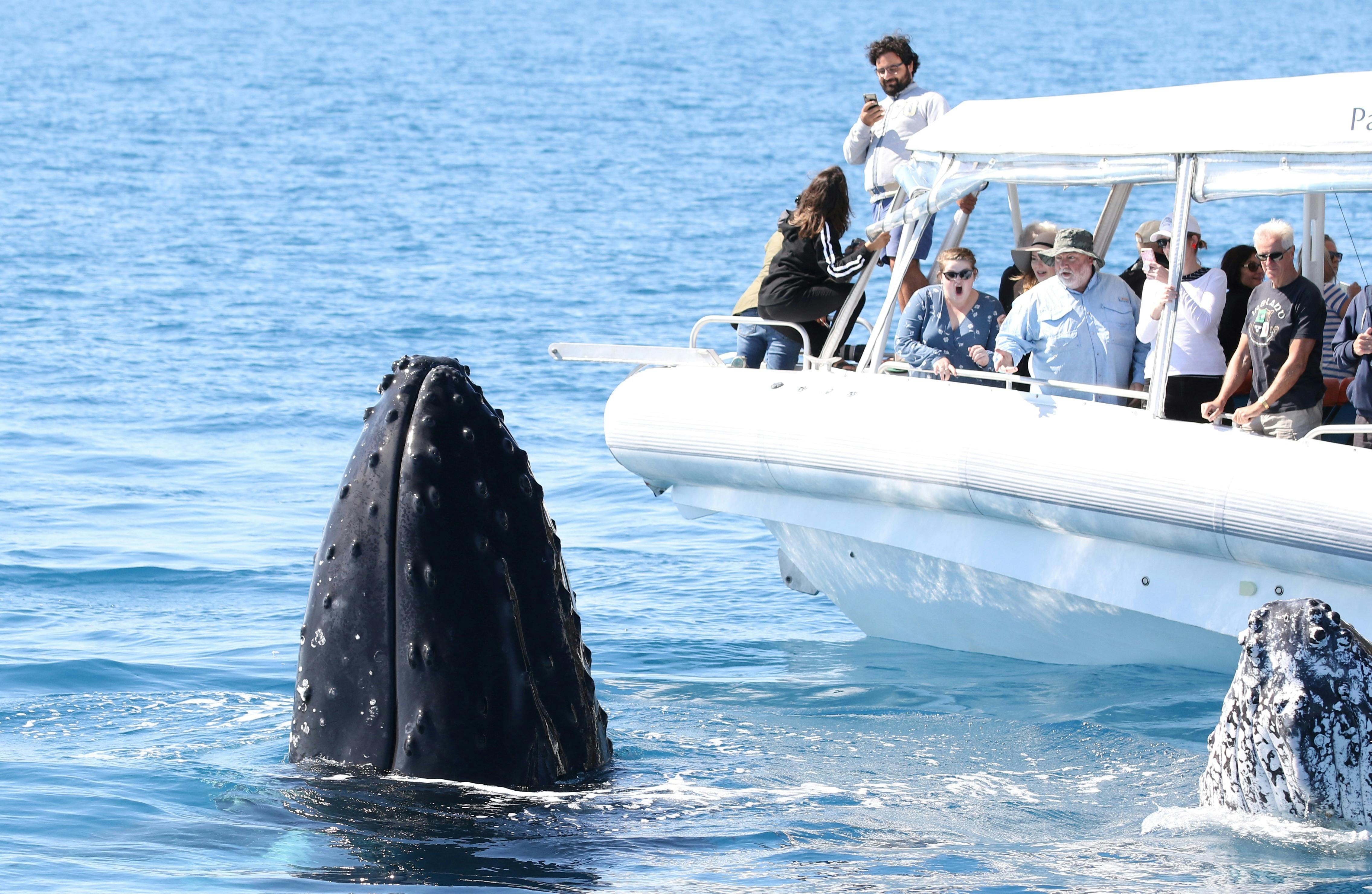 Surprising guests with close encounters on our whalewatching tours