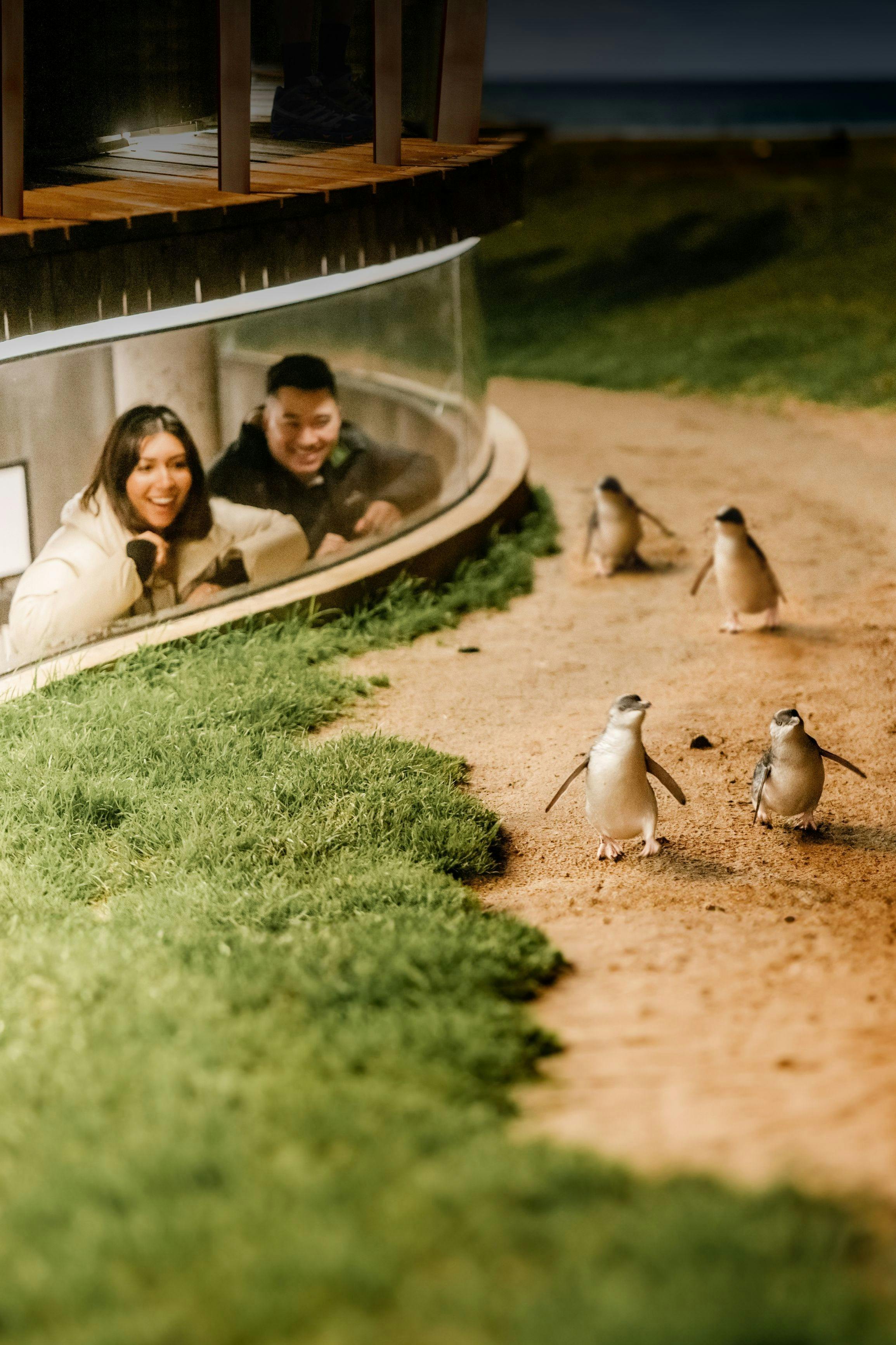 Little Penguins
