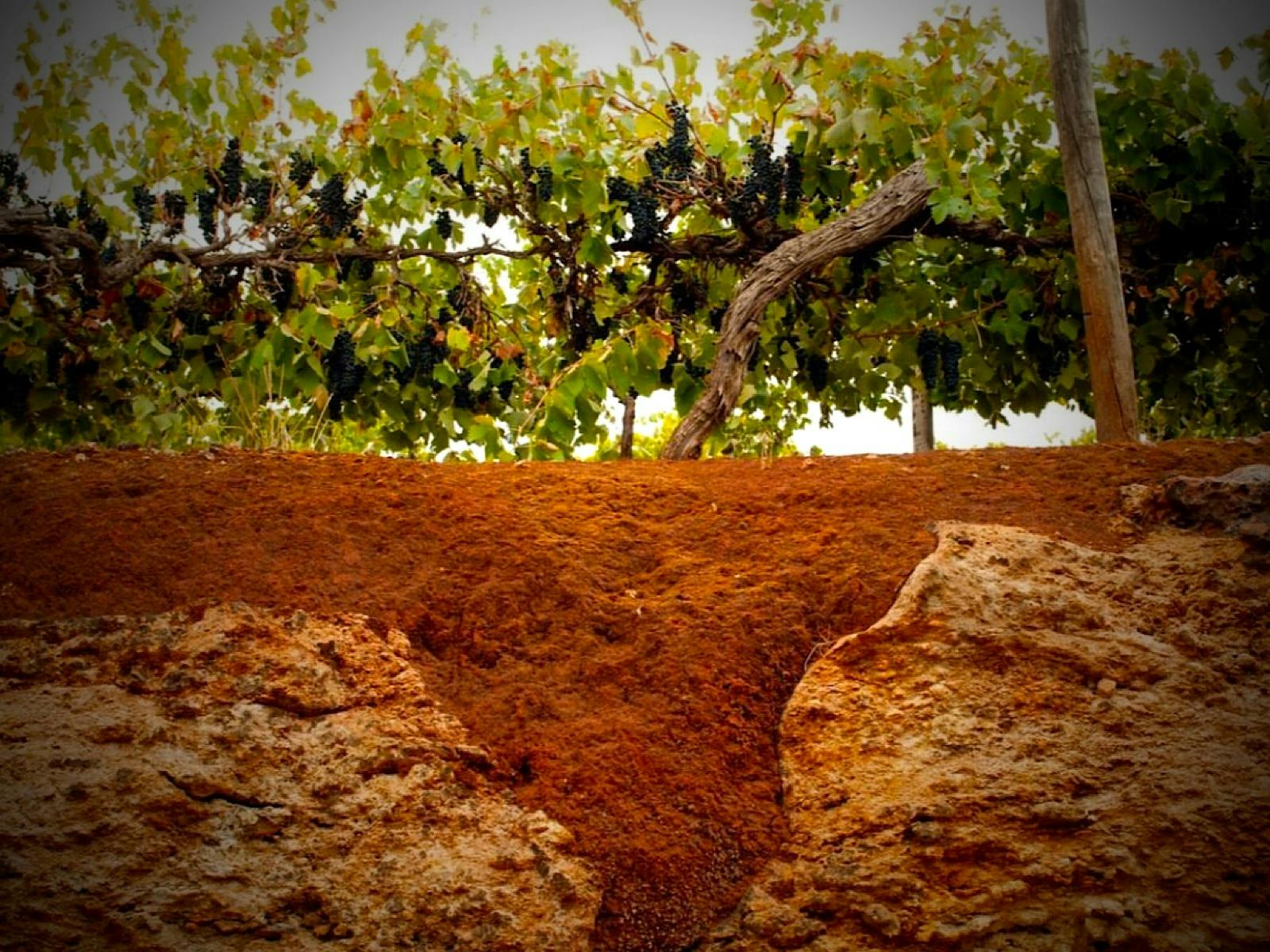 Vines cultivated in its famous terra rossa soil.