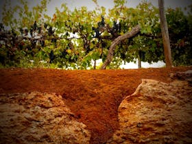 Vines cultivated in its famous terra rossa soil.
